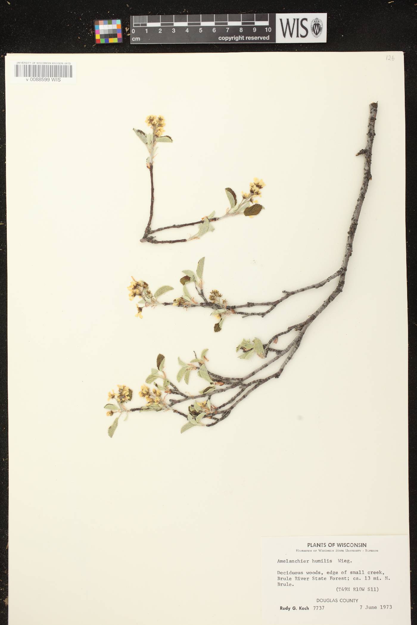 Amelanchier sanguinea image