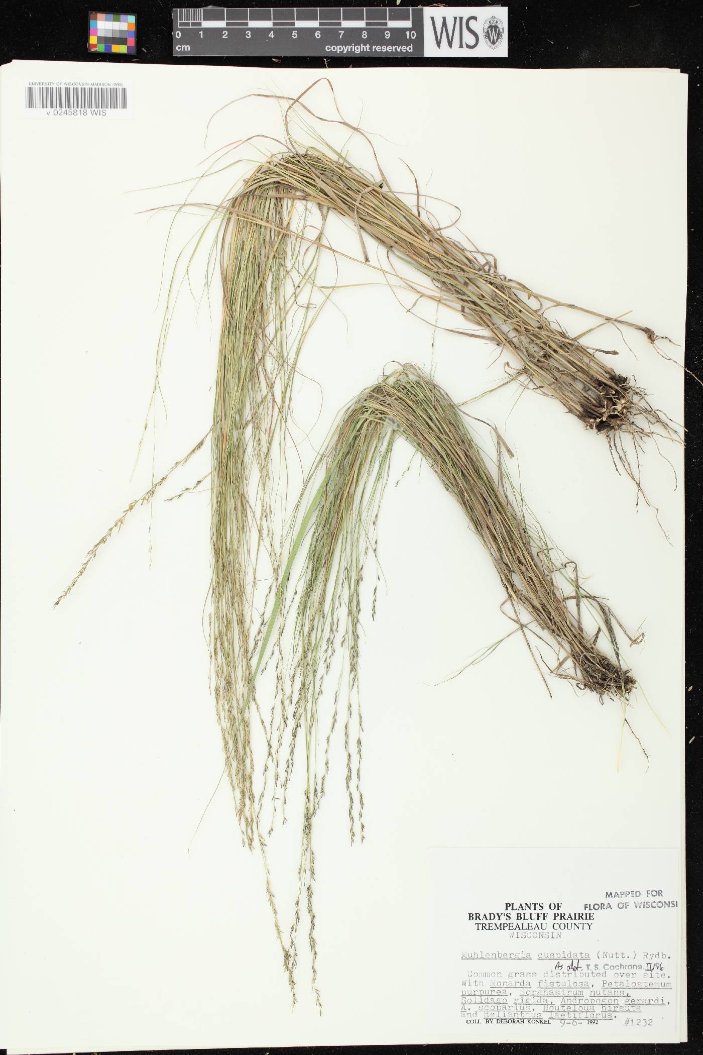 Muhlenbergia cuspidata image