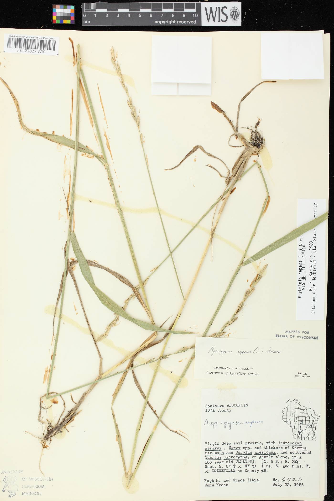 Elymus repens image