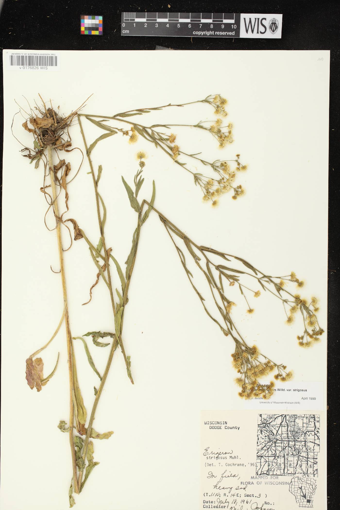 Erigeron strigosus image
