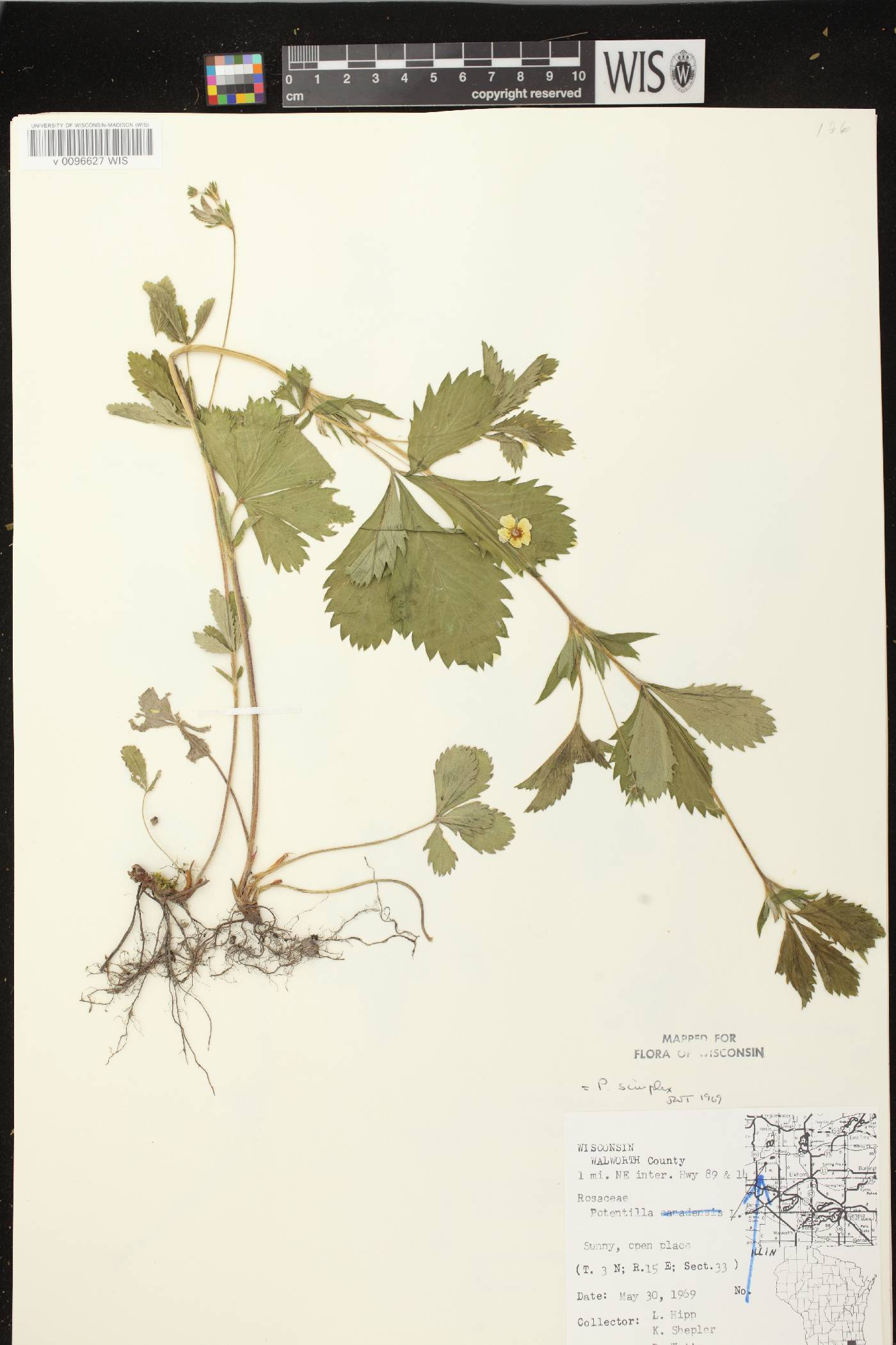 Potentilla simplex image