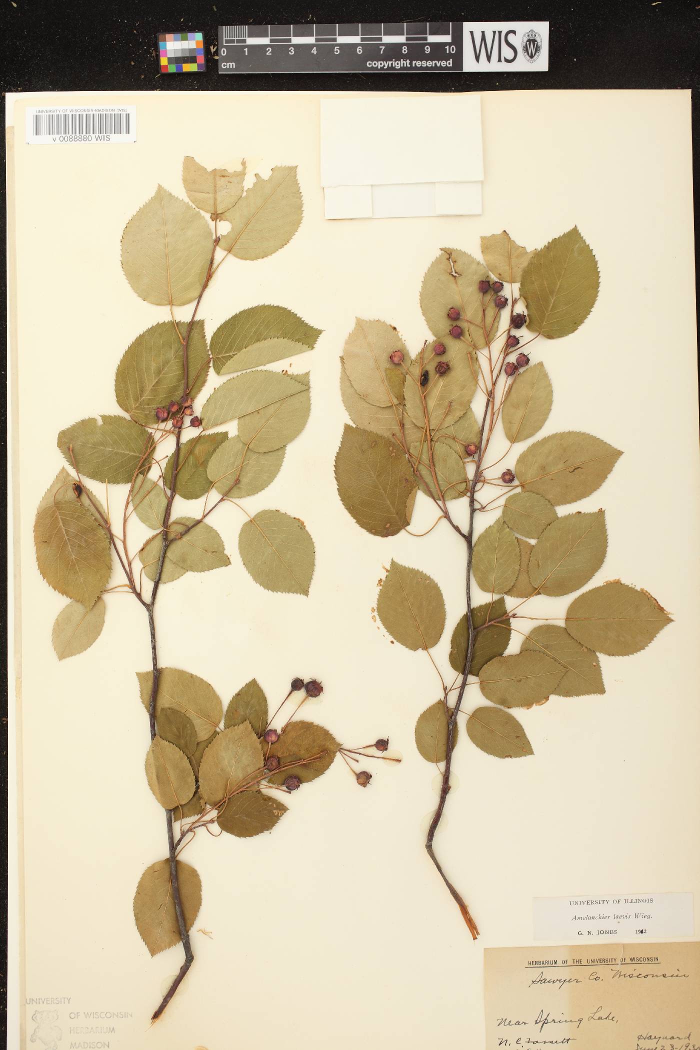 Amelanchier laevis image