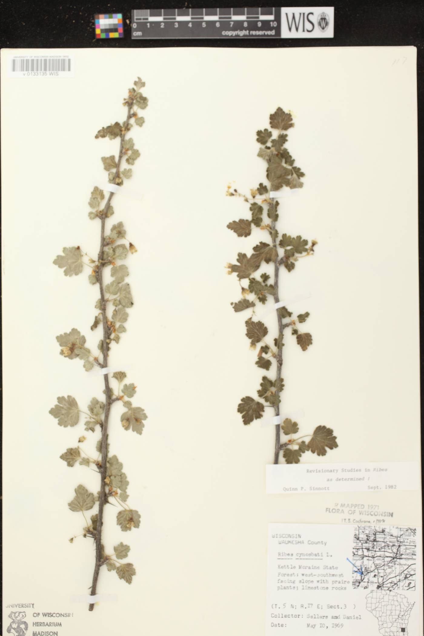 Ribes cynosbati image