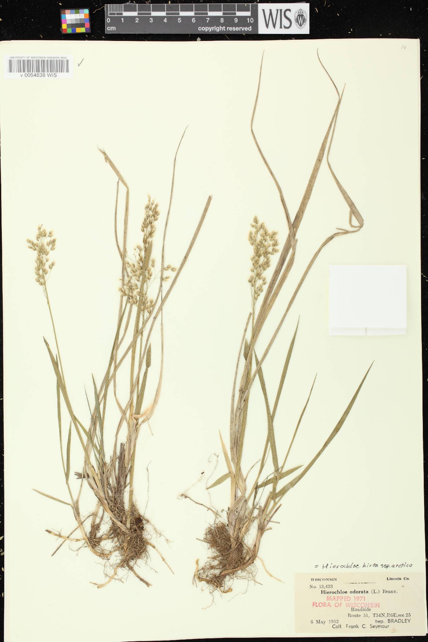 Anthoxanthum hirtum subsp. arcticum image