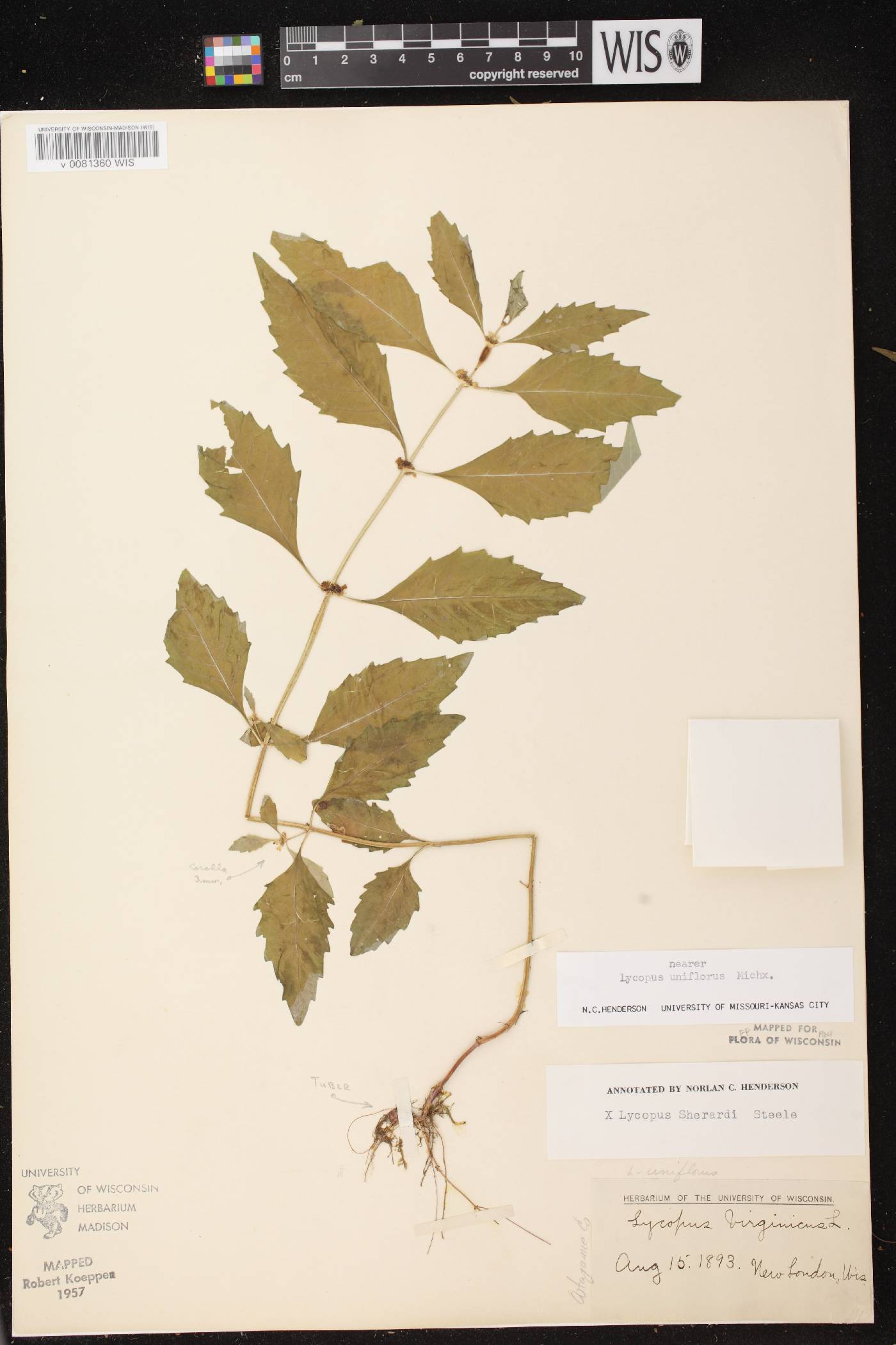 Lycopus X sherardii image