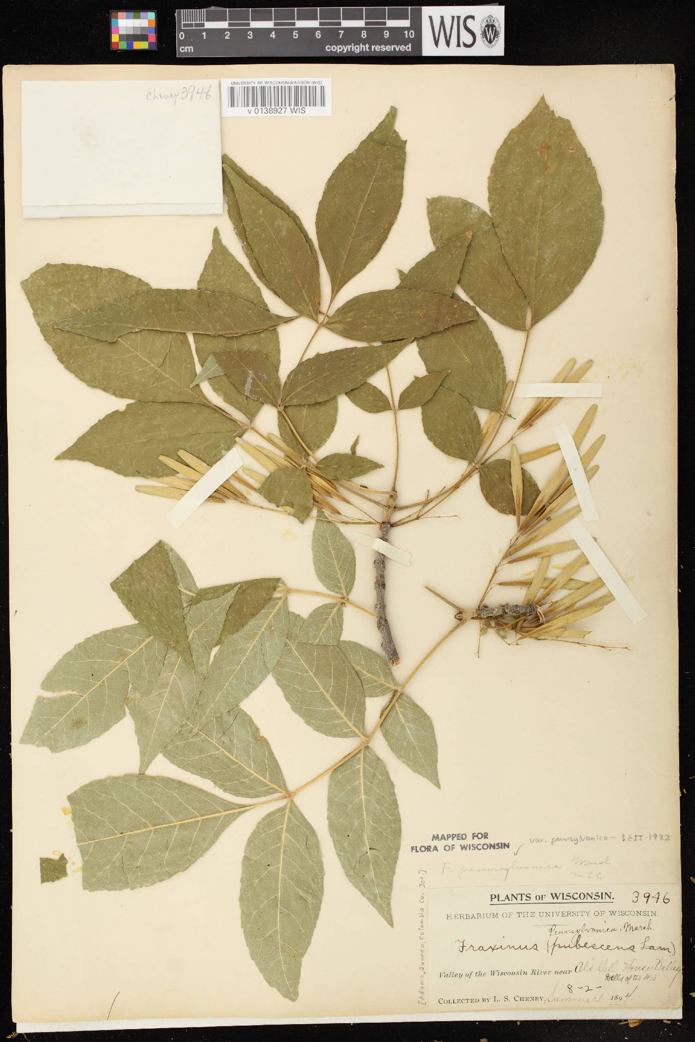 Fraxinus pennsylvanica image