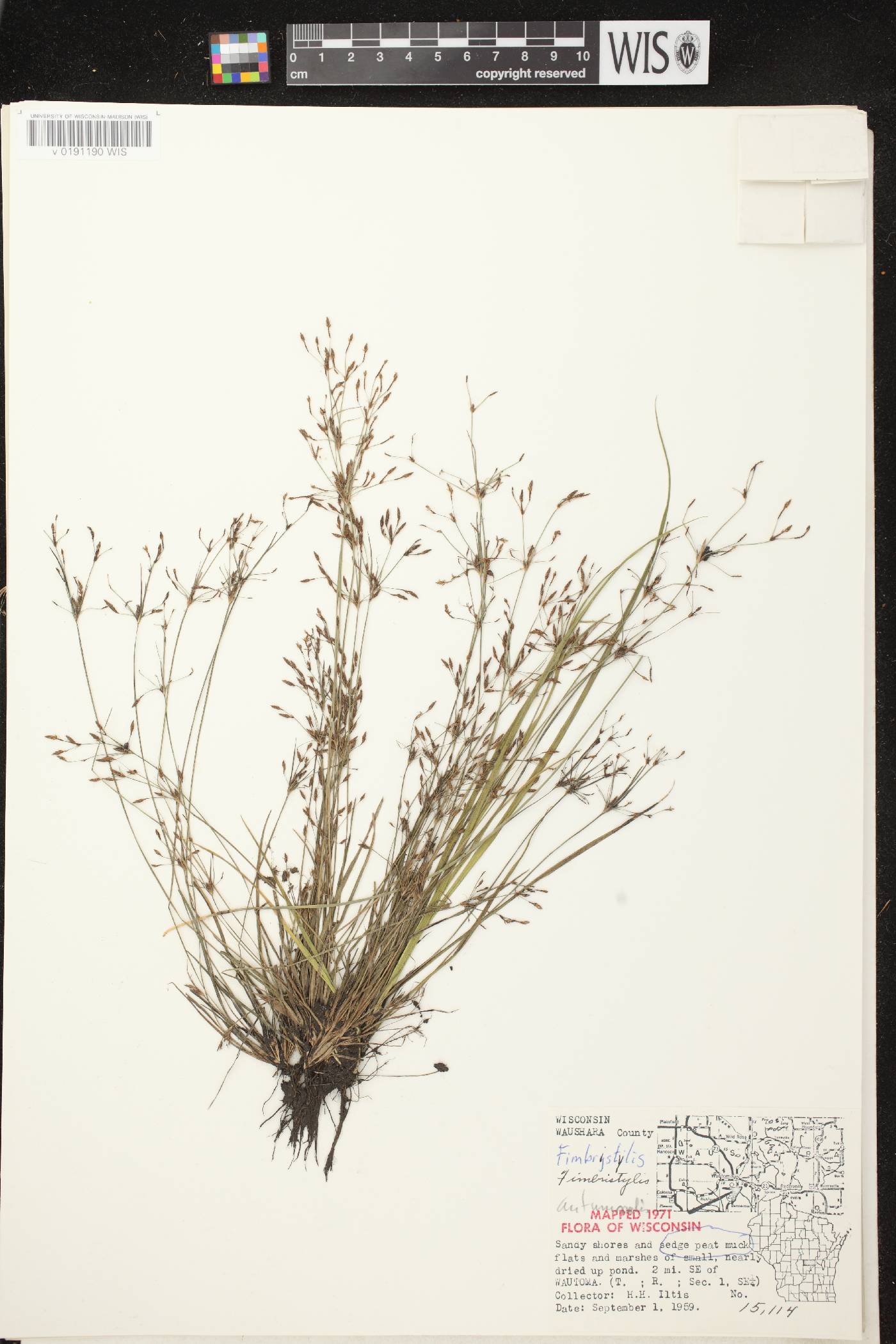 Fimbristylis autumnalis image