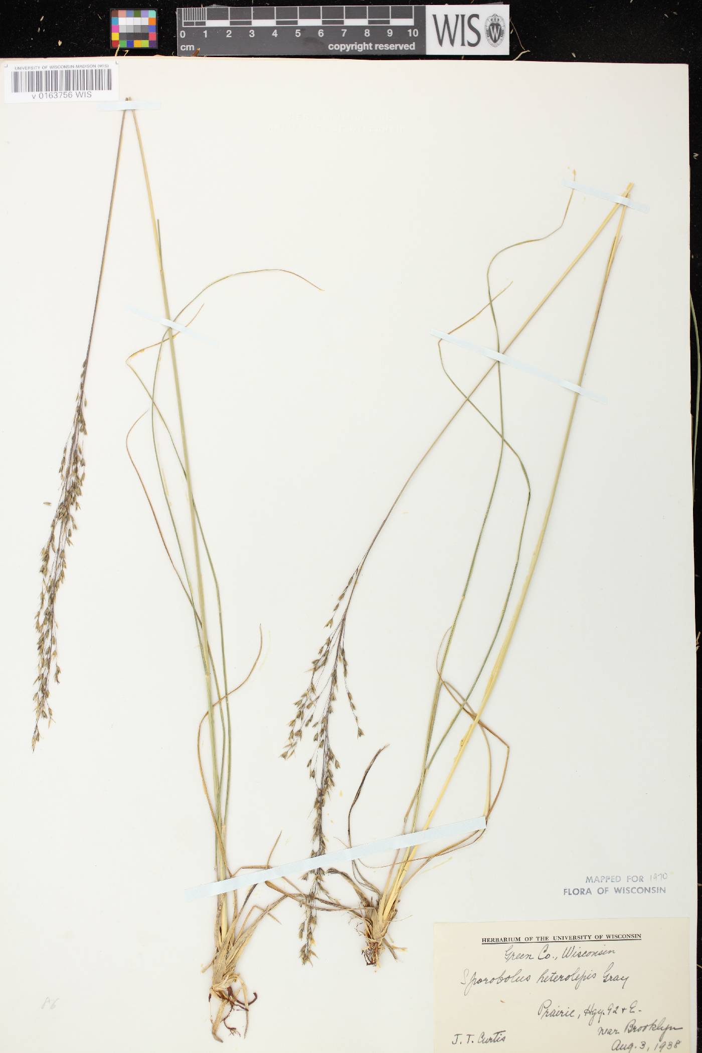 Sporobolus heterolepis image