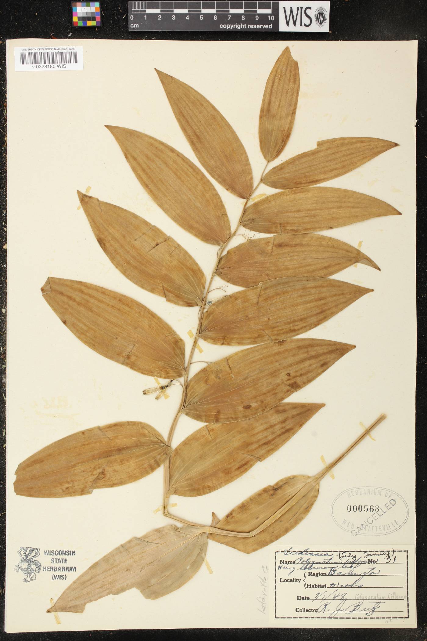 Polygonatum biflorum image