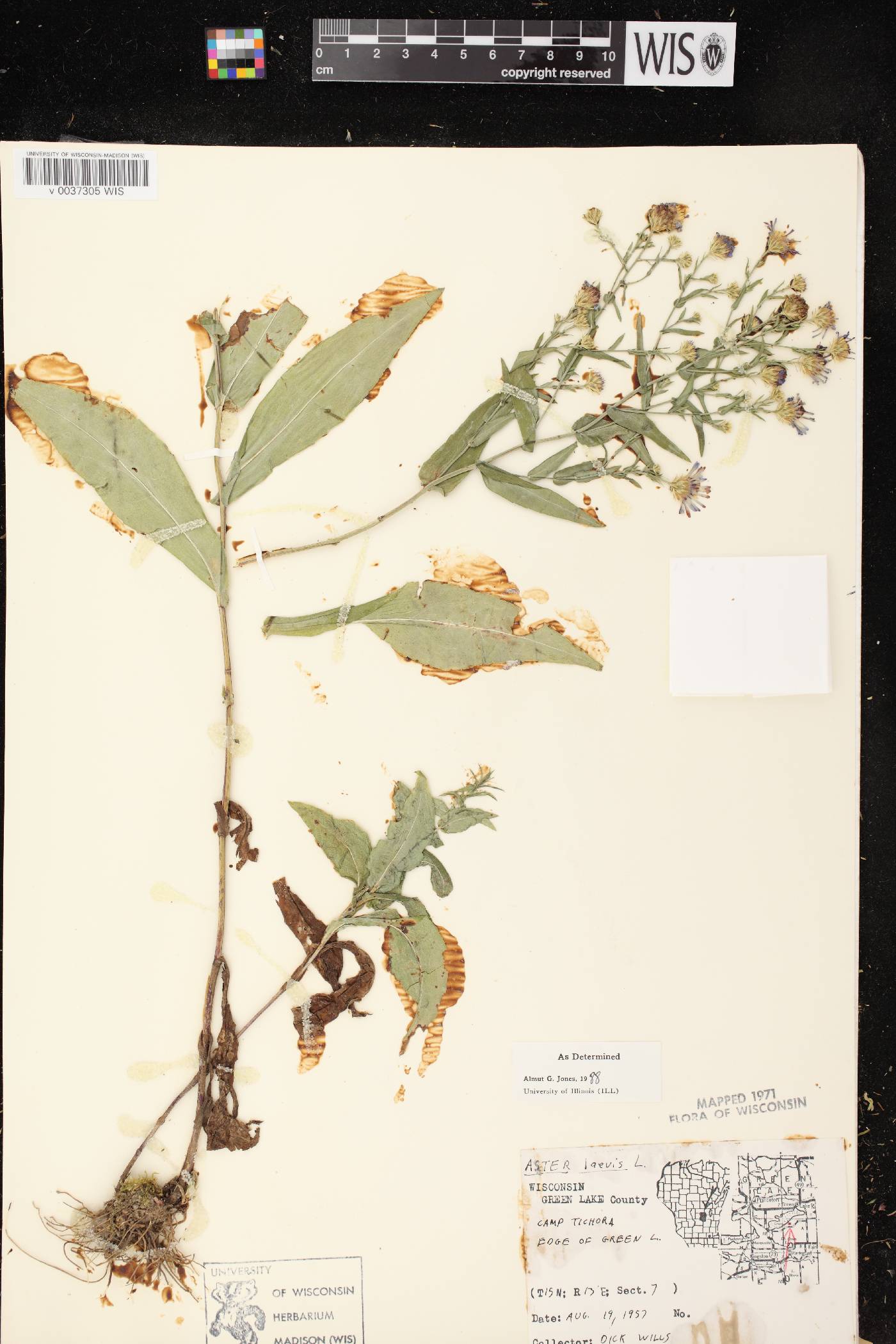 Symphyotrichum laeve image