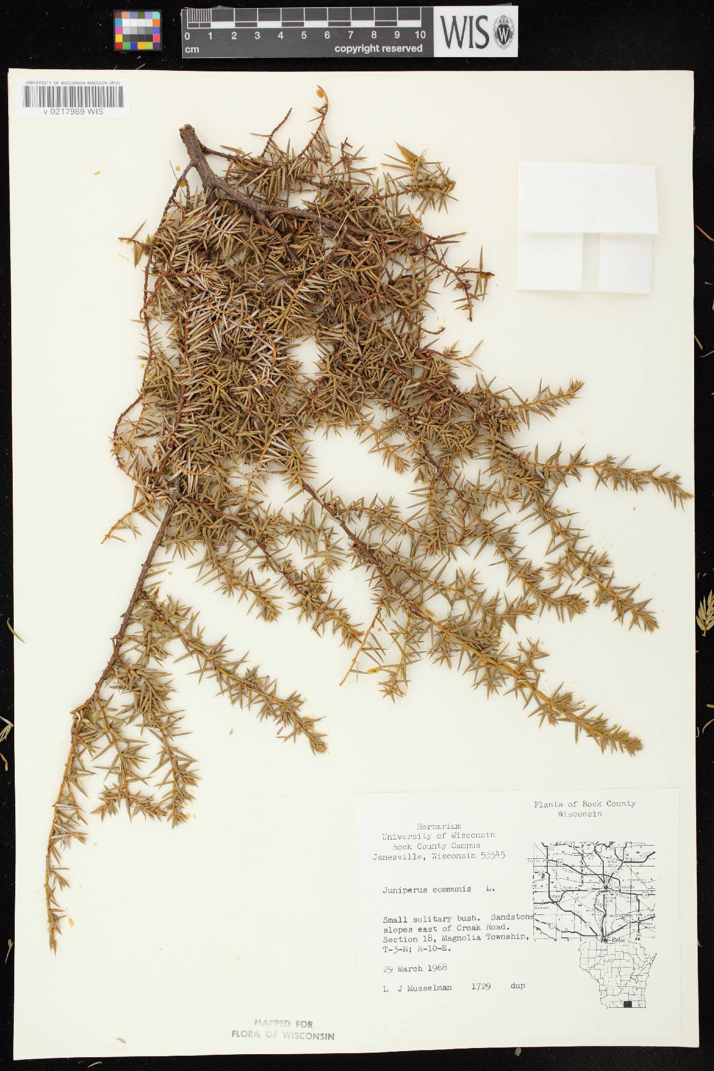 Juniperus communis image