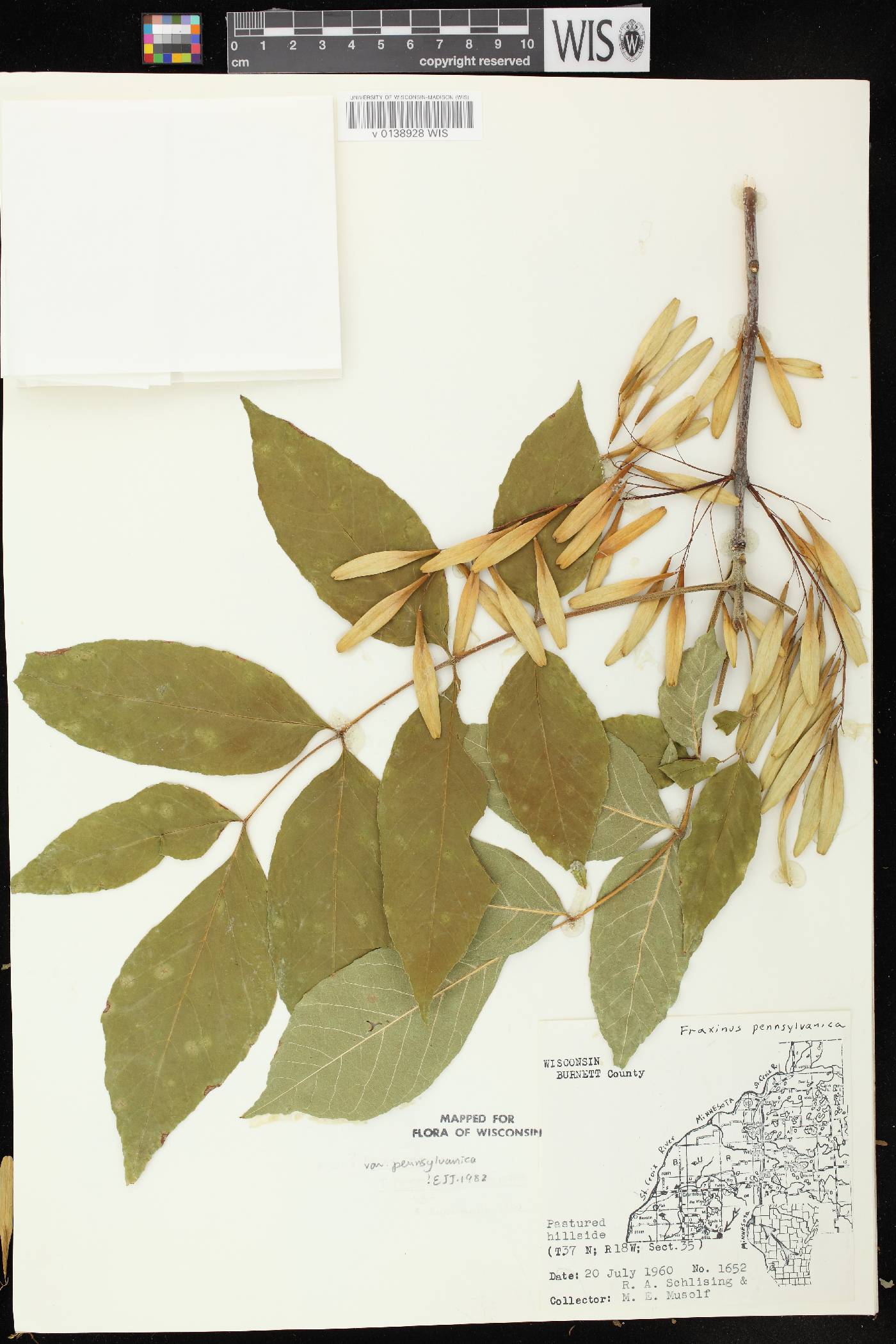 Fraxinus pennsylvanica image