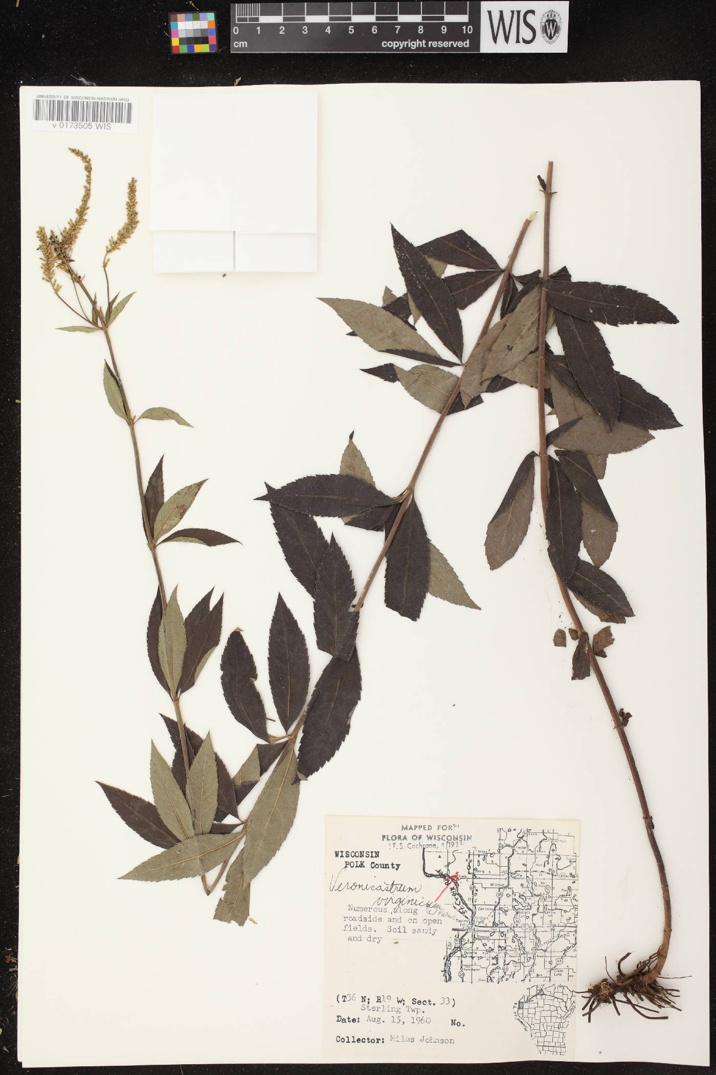Veronicastrum virginicum image