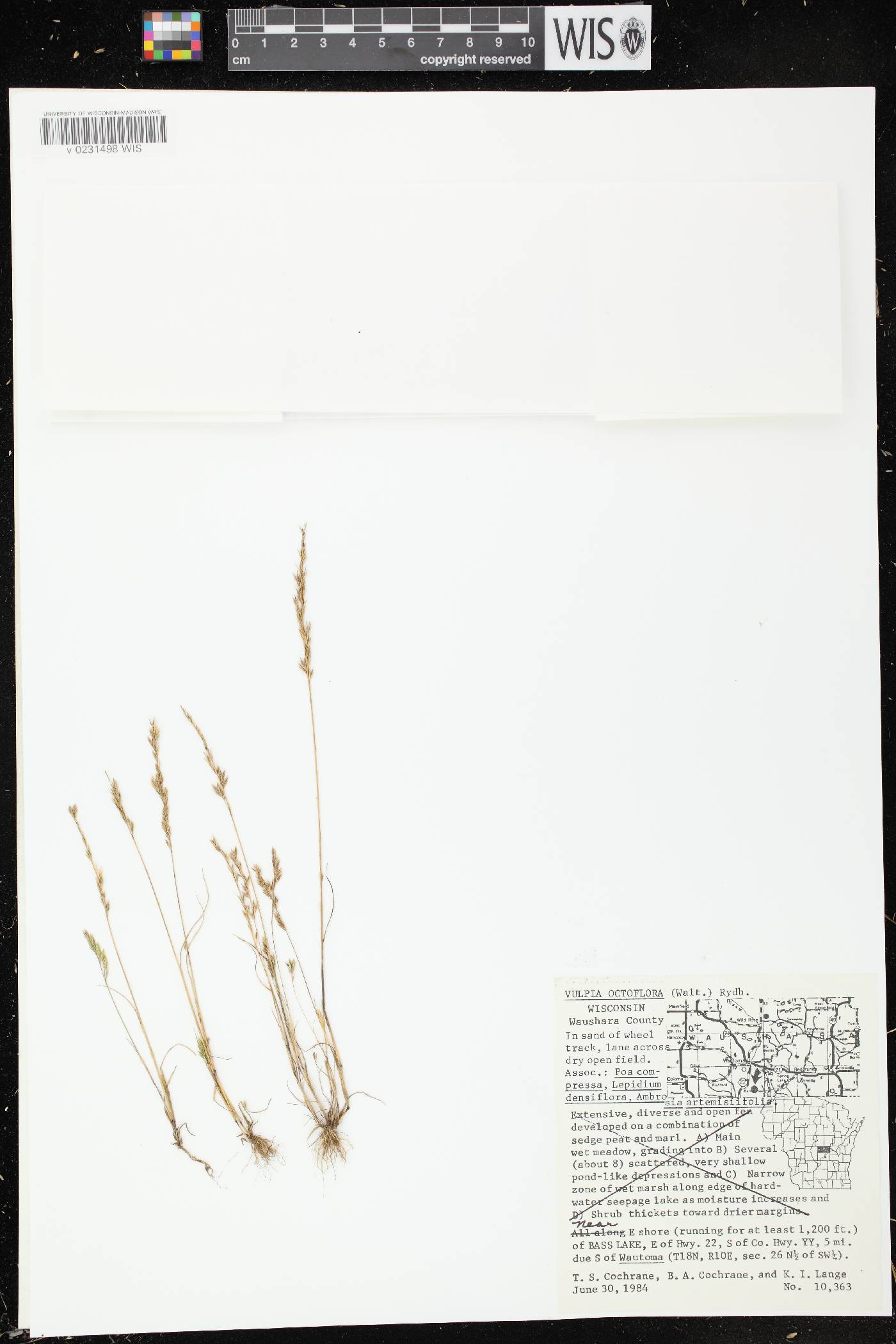 Festuca octoflora var. glauca image