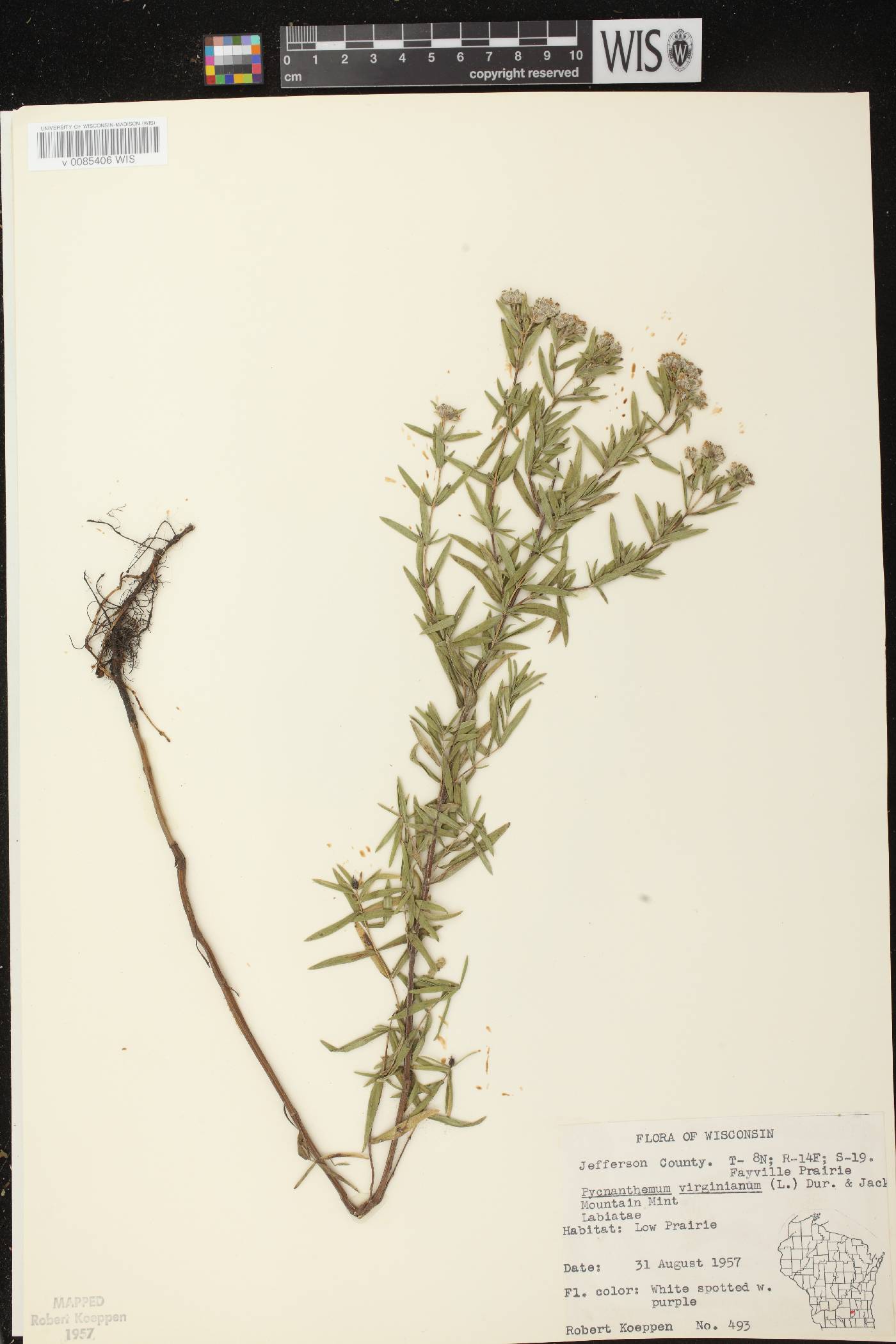 Pycnanthemum virginianum image