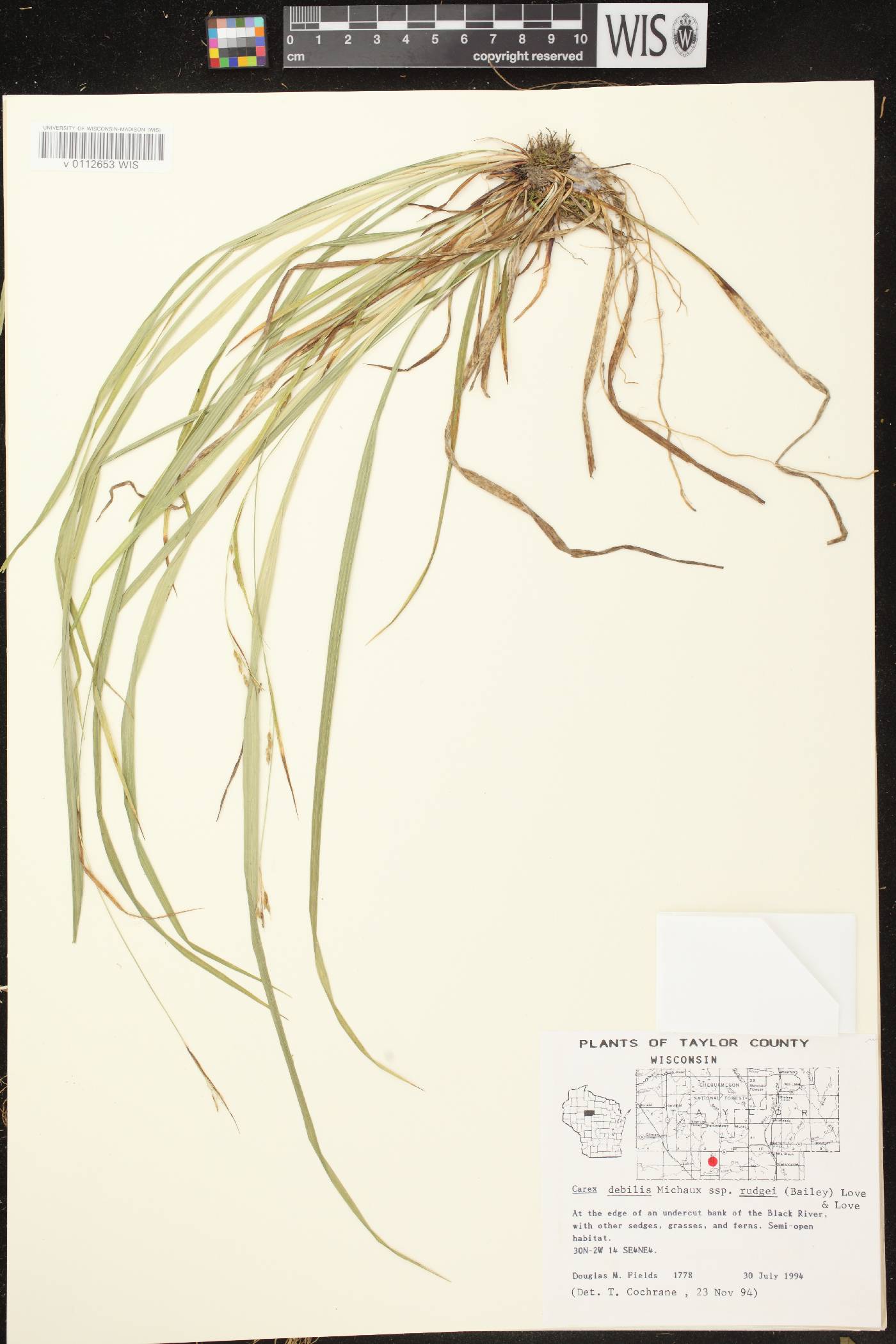 Carex debilis var. rudgei image