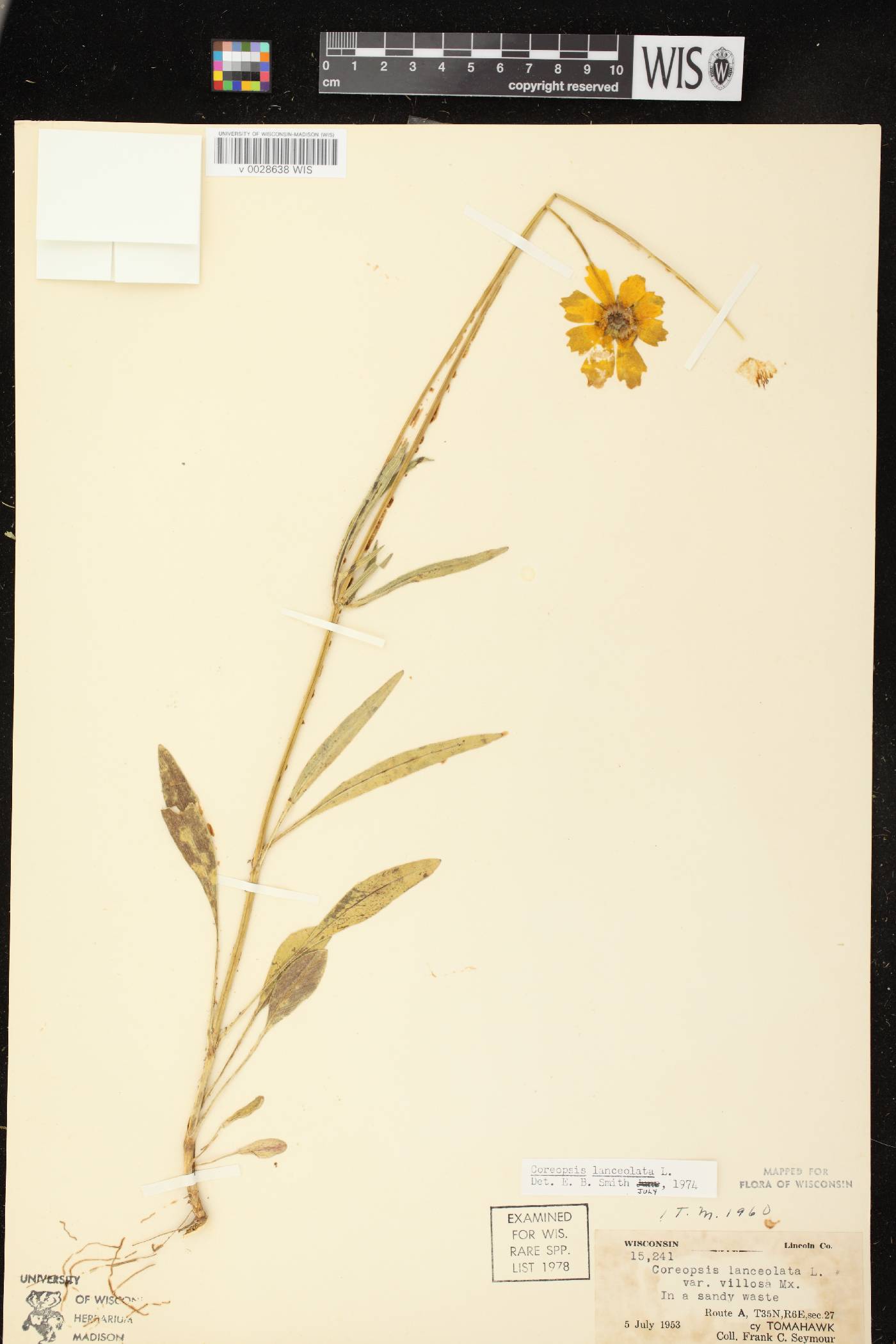 Coreopsis lanceolata image