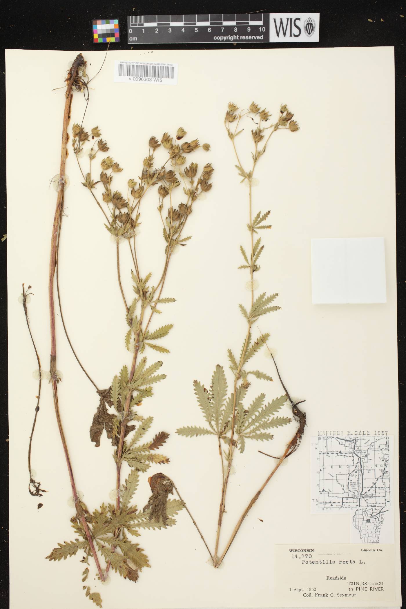 Potentilla recta image