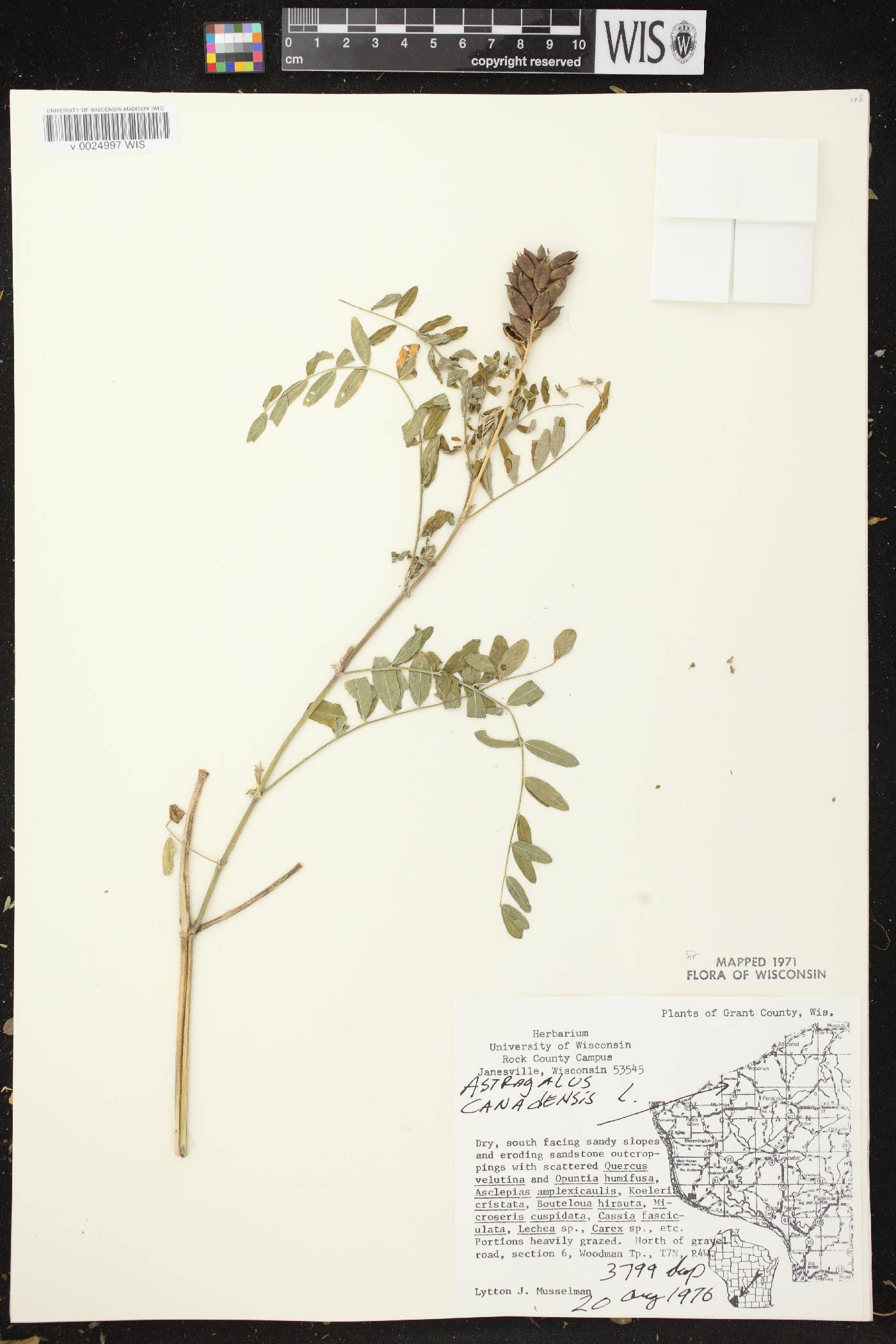 Astragalus canadensis var. canadensis image