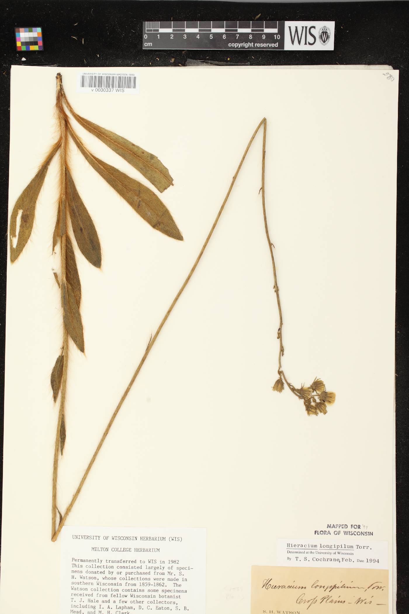 Hieracium longipilum image