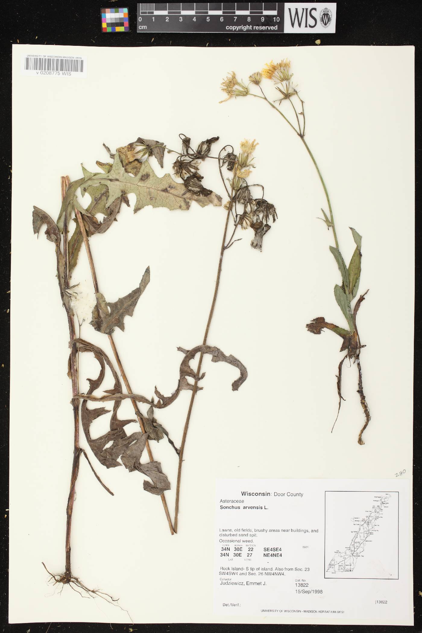 Sonchus arvensis image