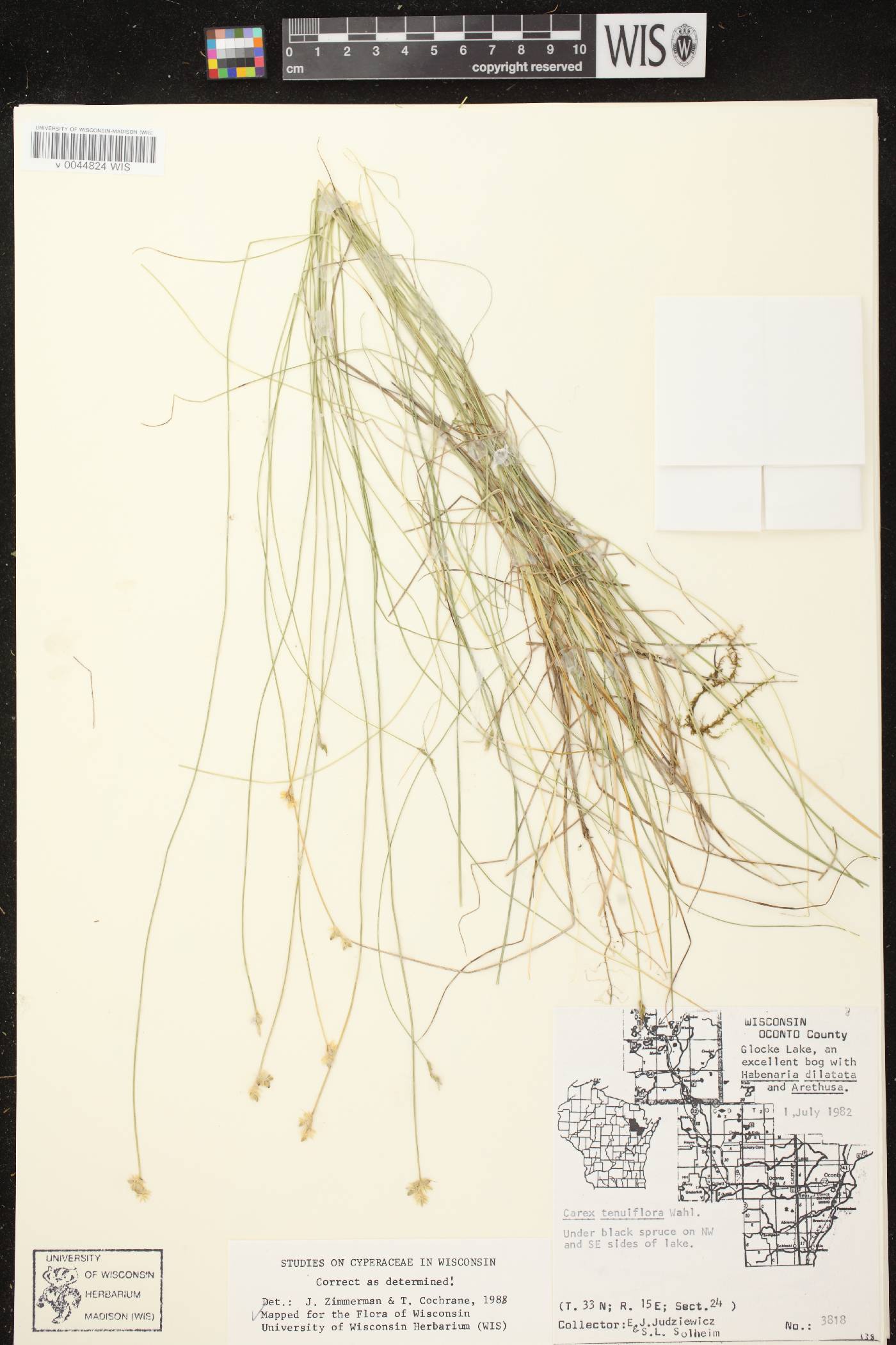 Carex tenuiflora image