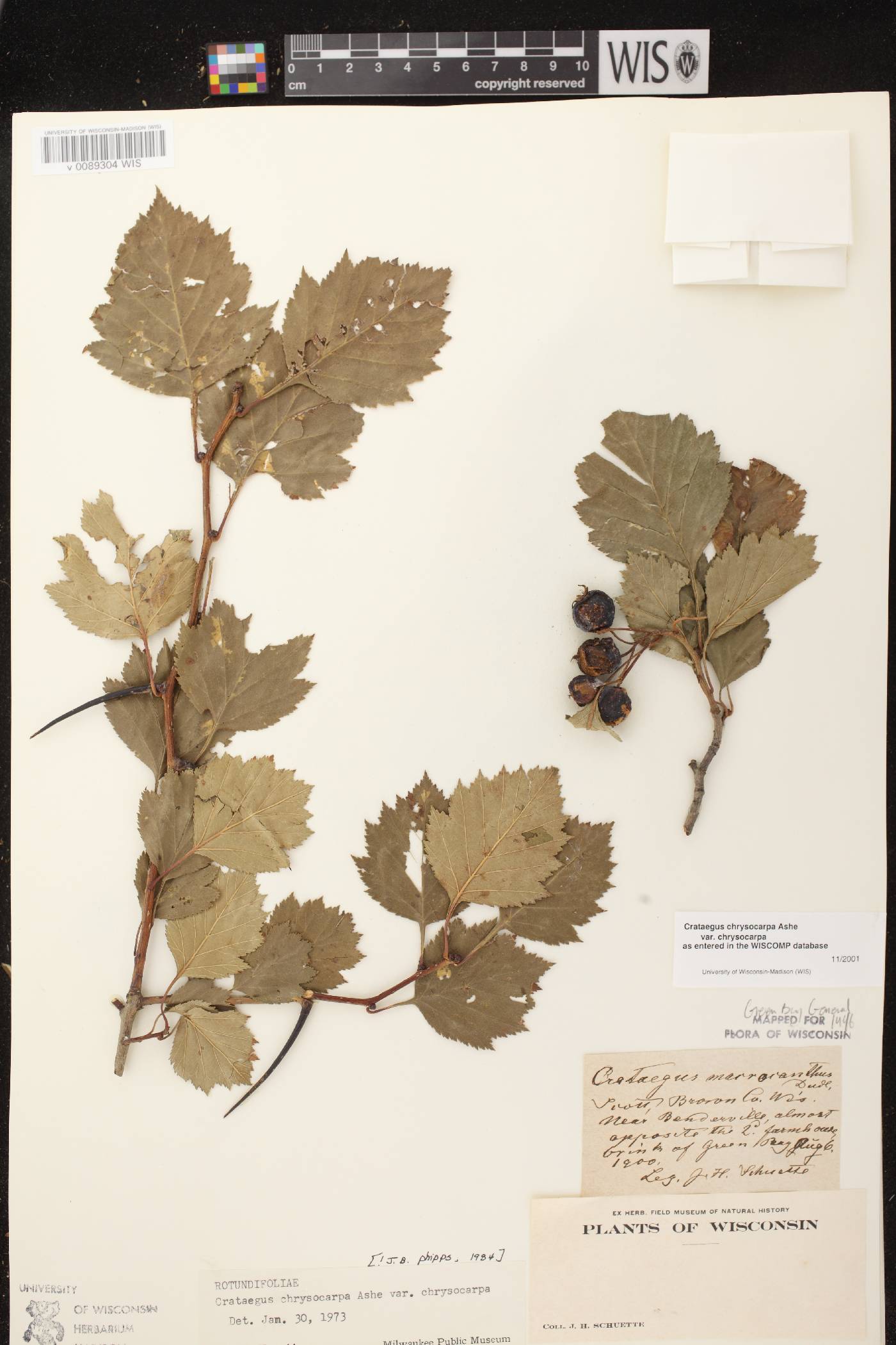 Crataegus chrysocarpa var. chrysocarpa image