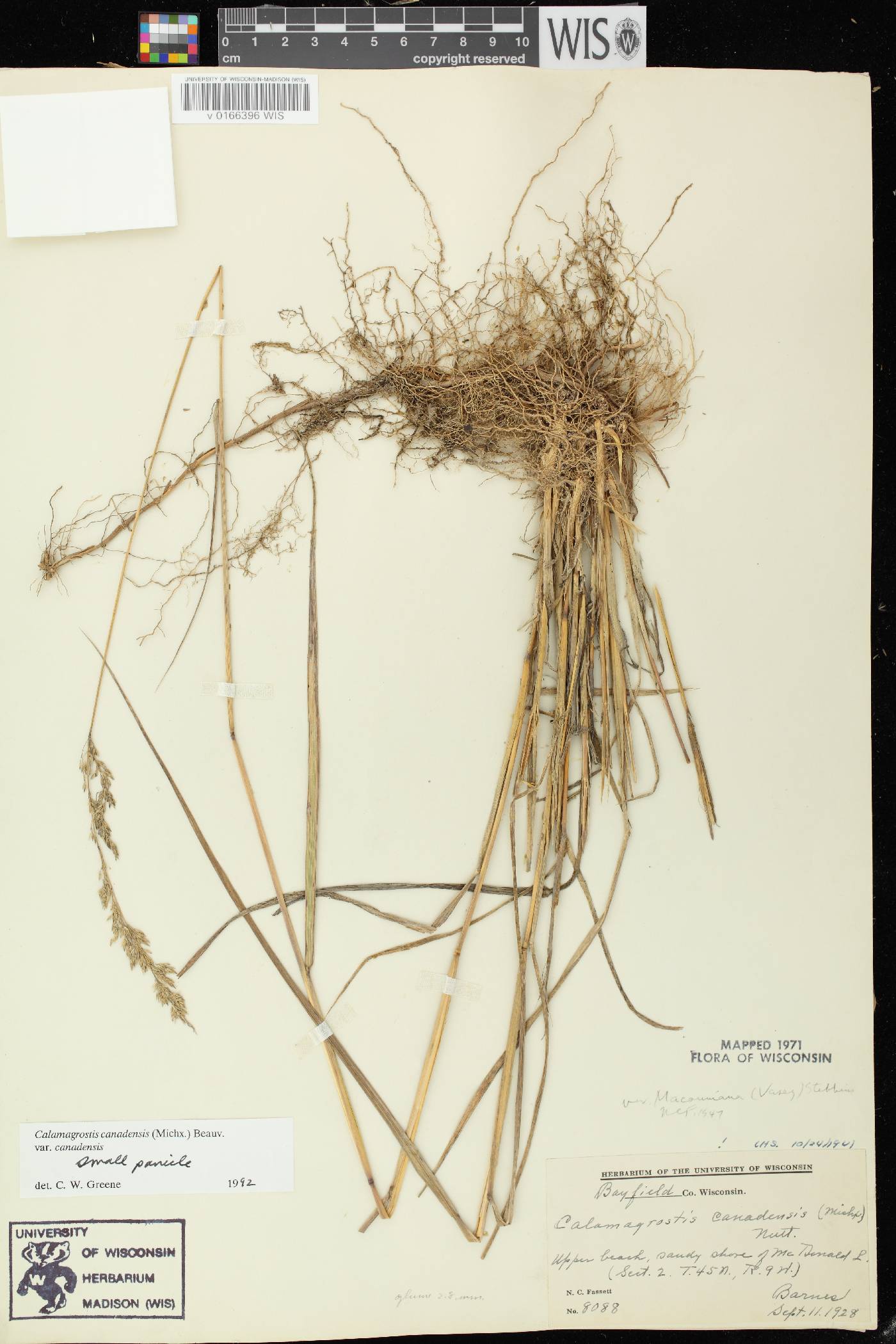 Calamagrostis canadensis var. canadensis image