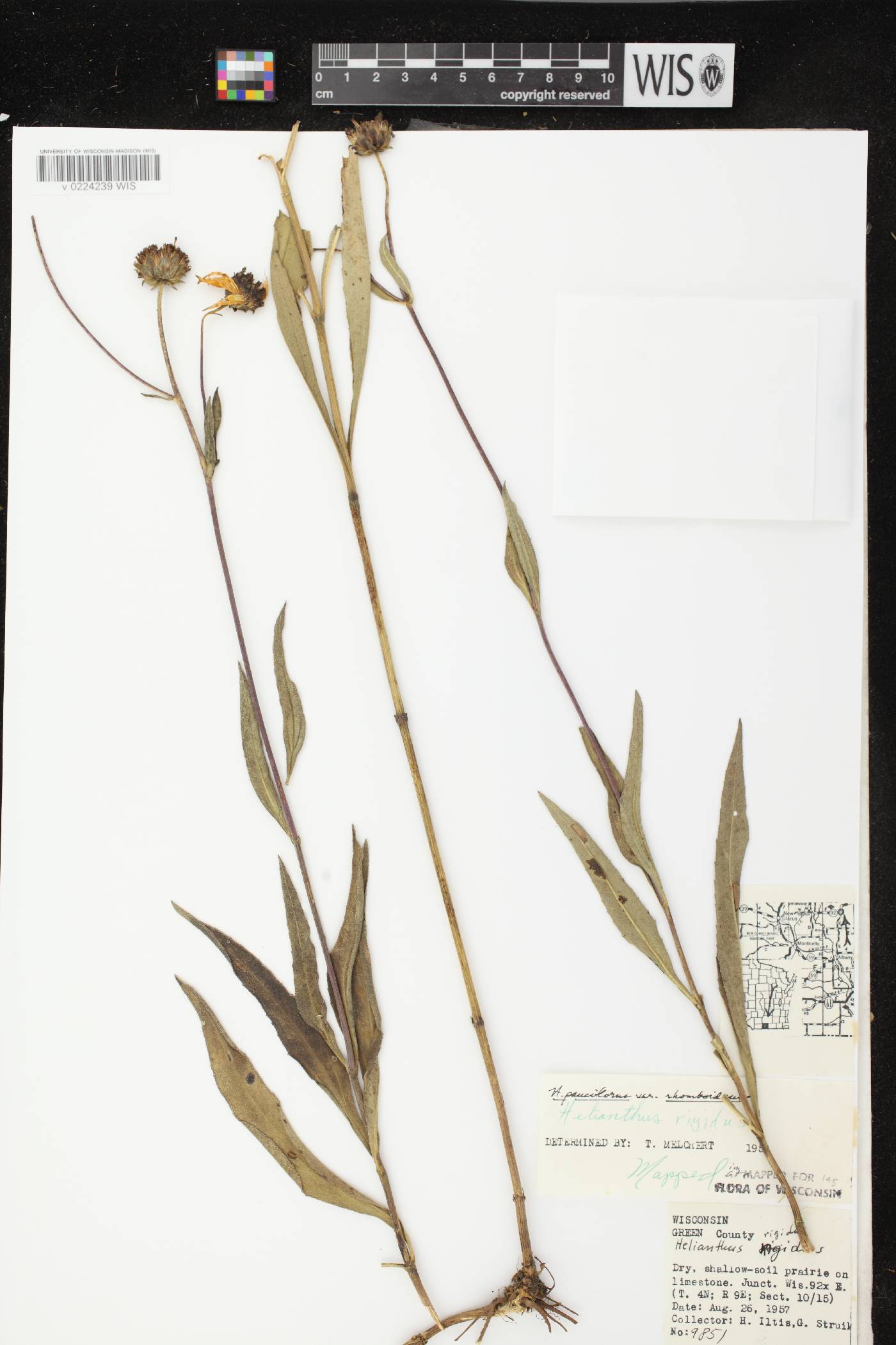 Helianthus pauciflorus subsp. subrhomboideus image