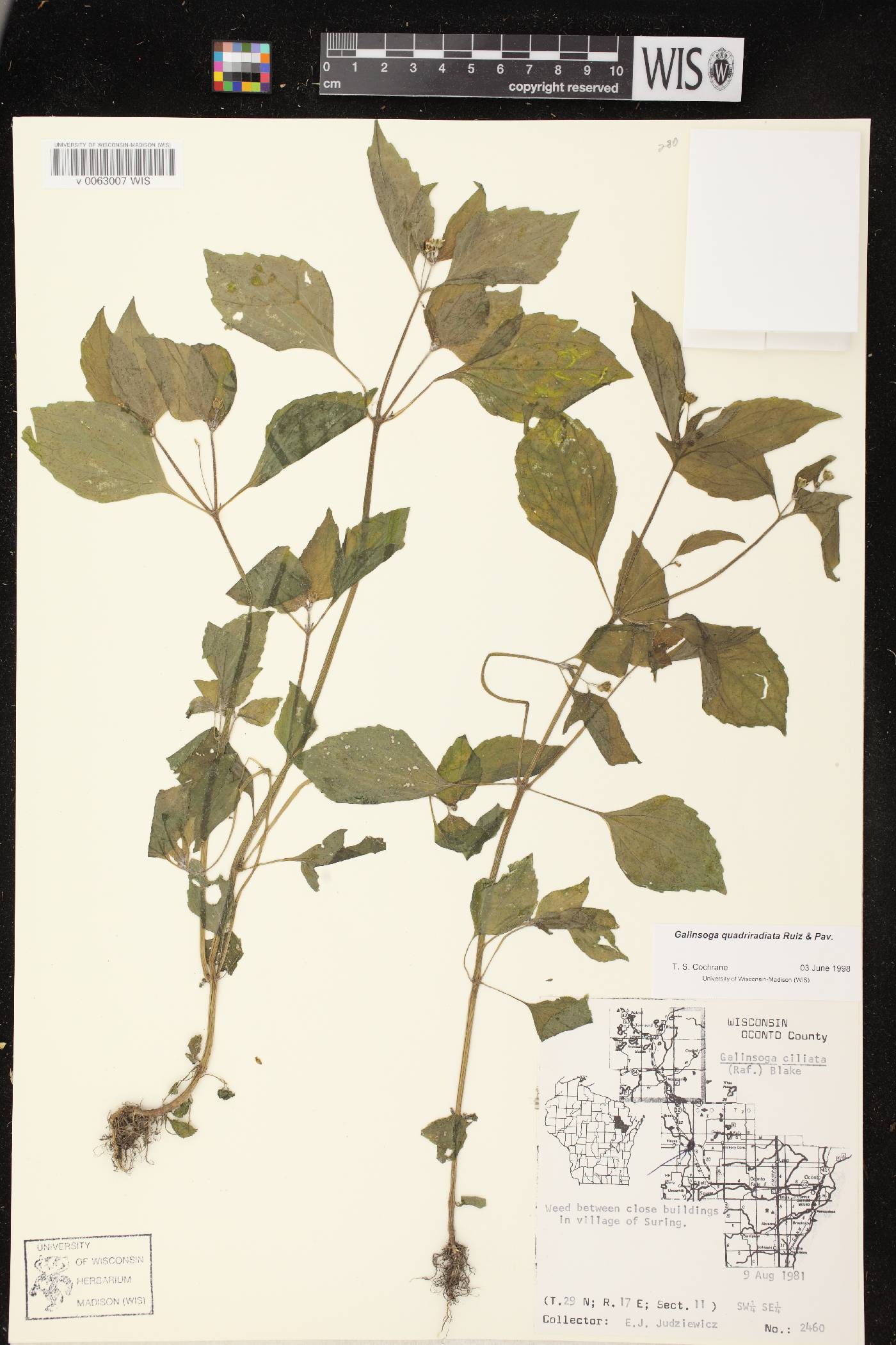 Galinsoga quadriradiata image