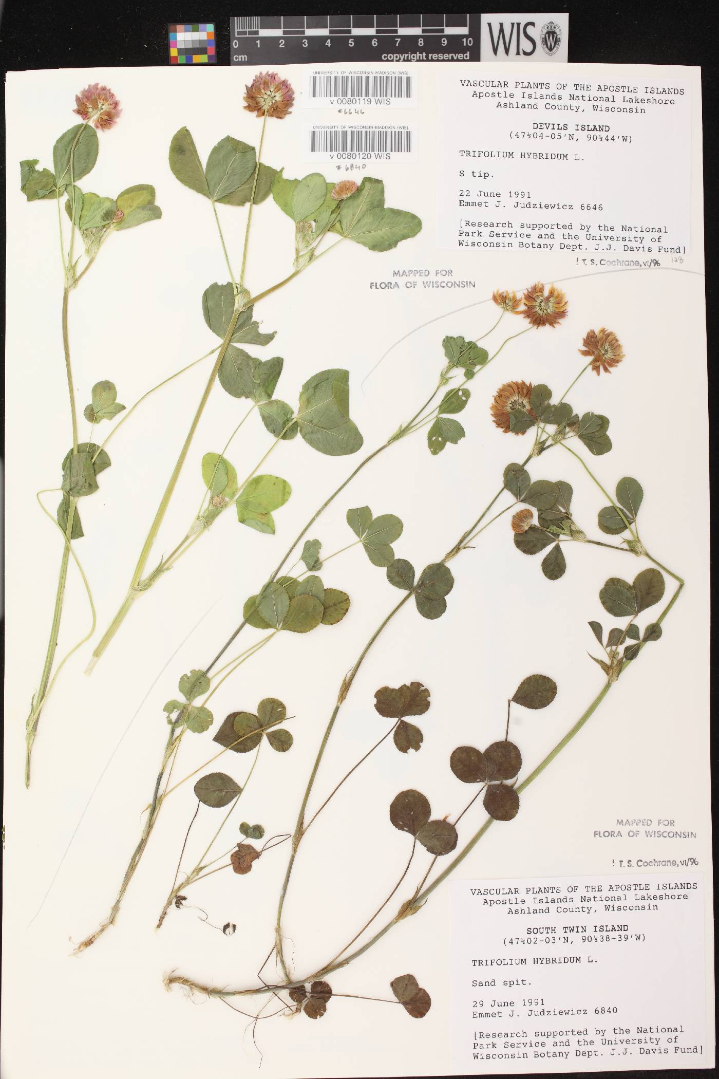 Trifolium hybridum image