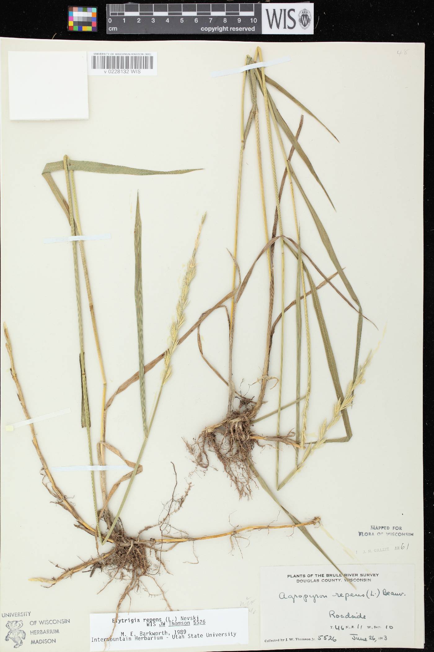 Elymus repens image