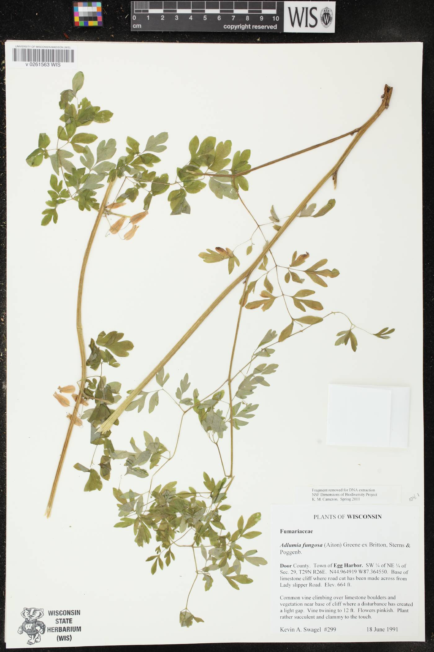 Adlumia fungosa image
