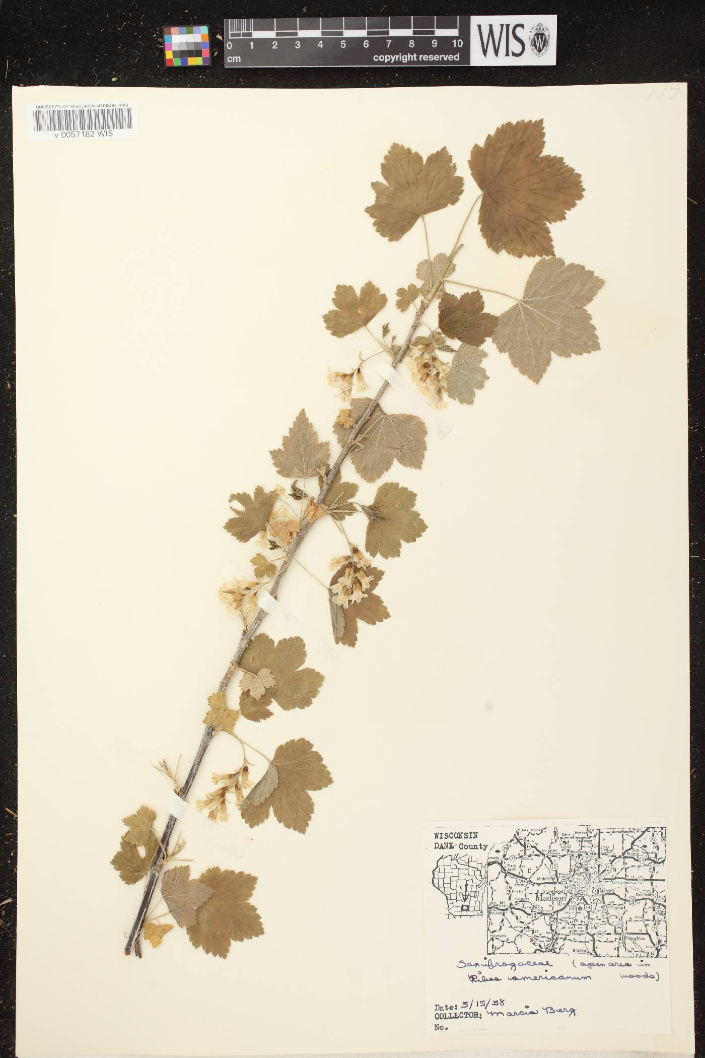 Ribes americanum image