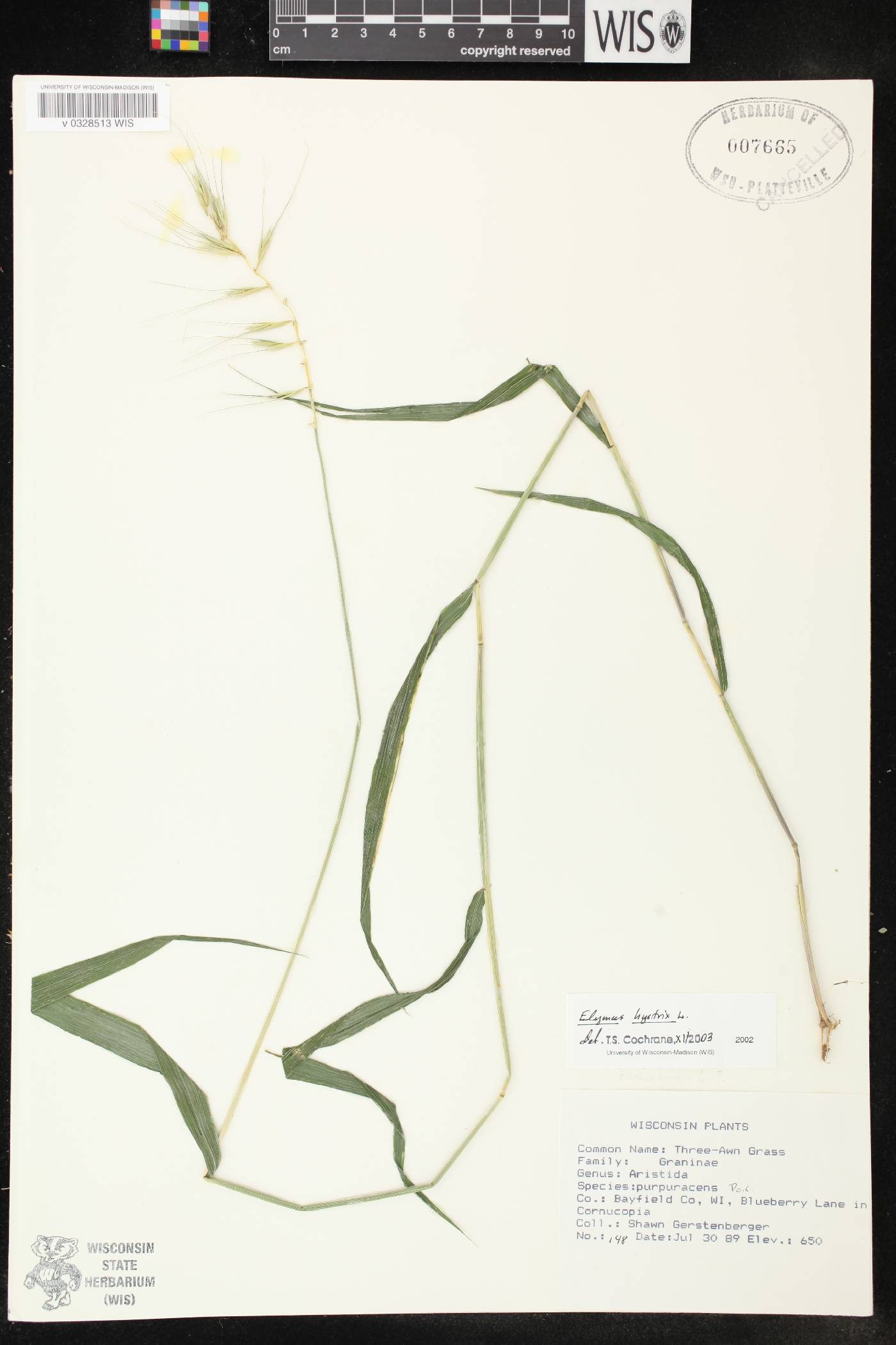 Elymus hystrix image