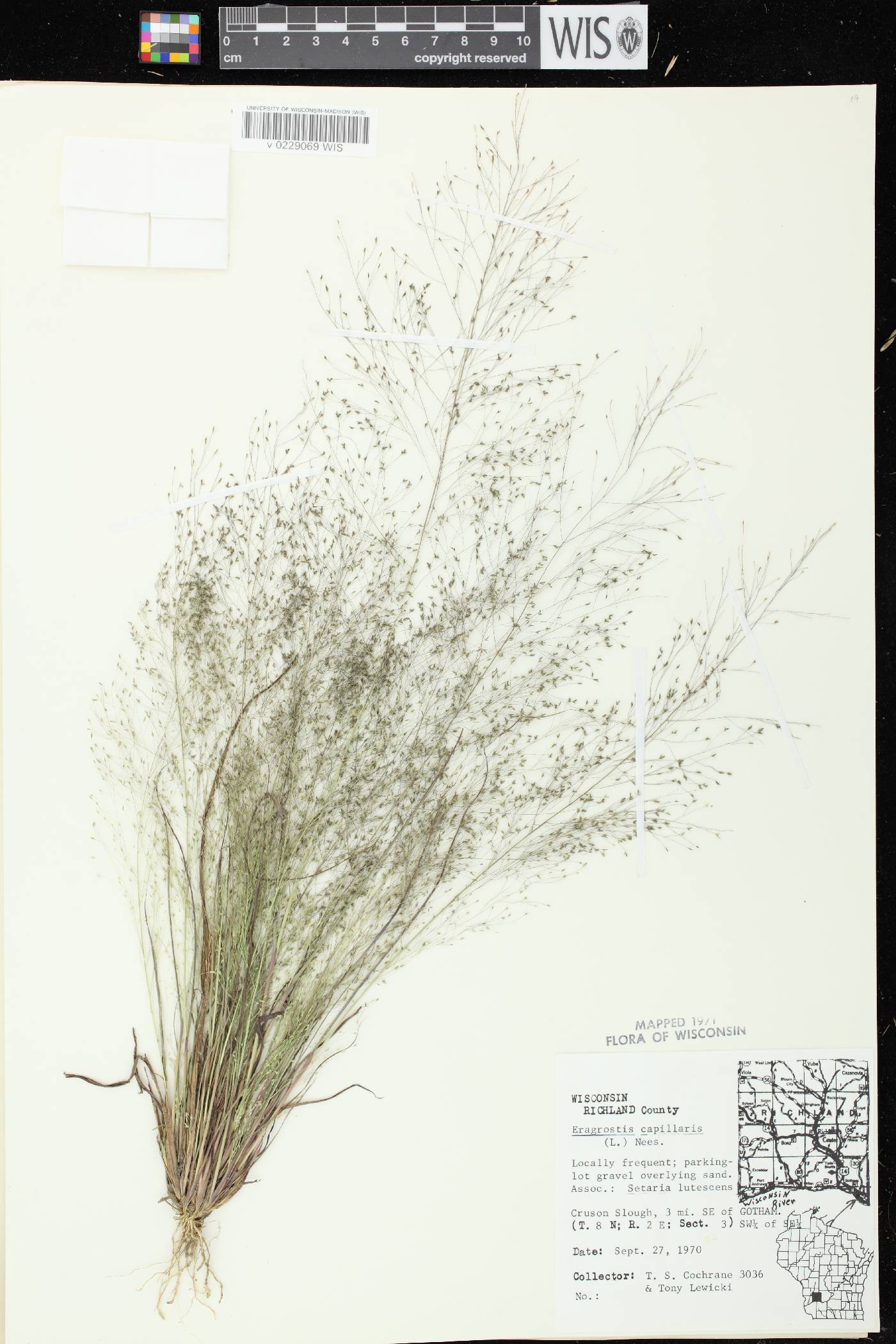 Eragrostis capillaris image