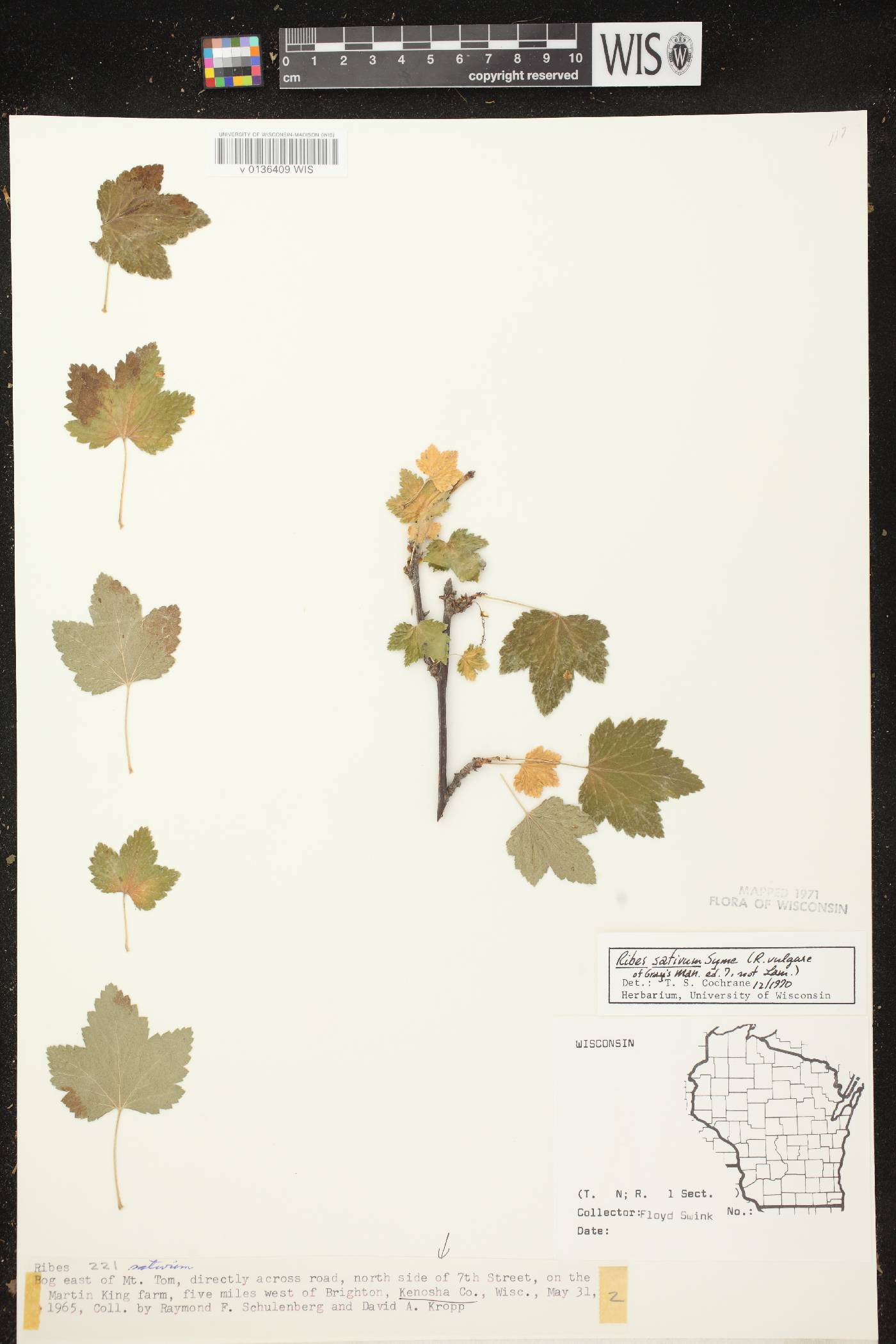 Ribes rubrum image