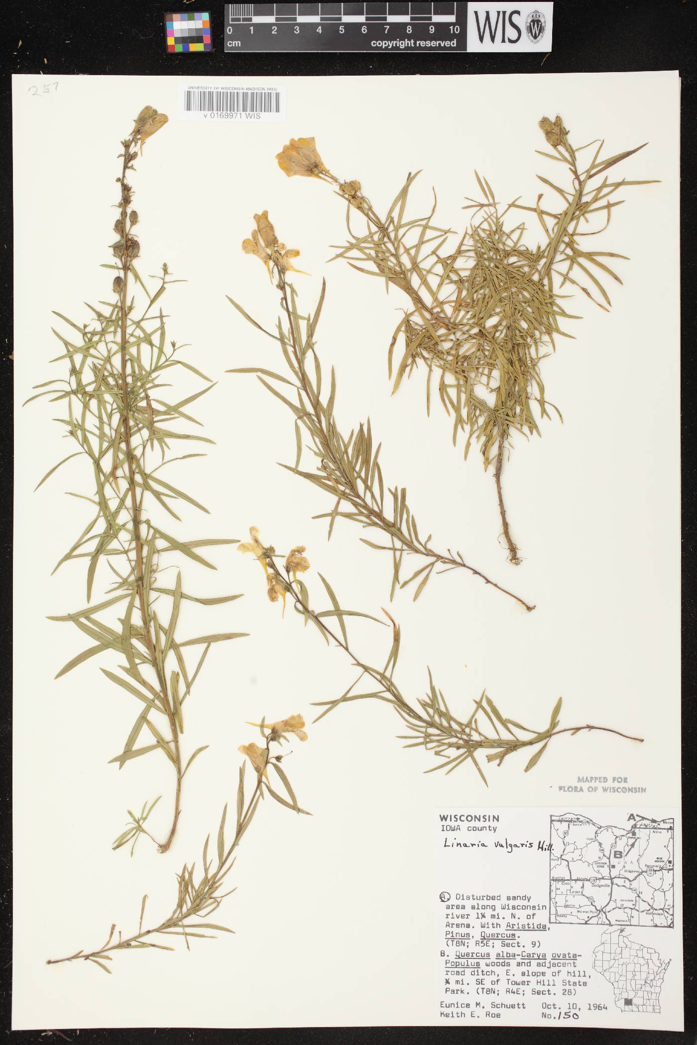 Linaria vulgaris image