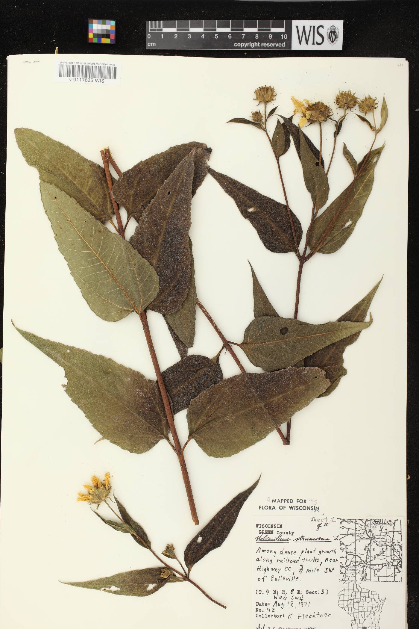 Helianthus strumosus image