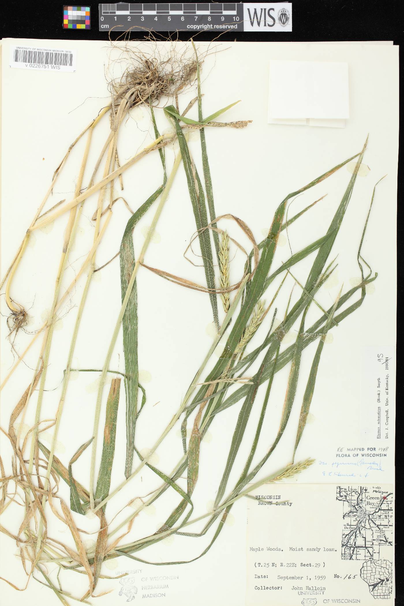 Elymus curvatus image
