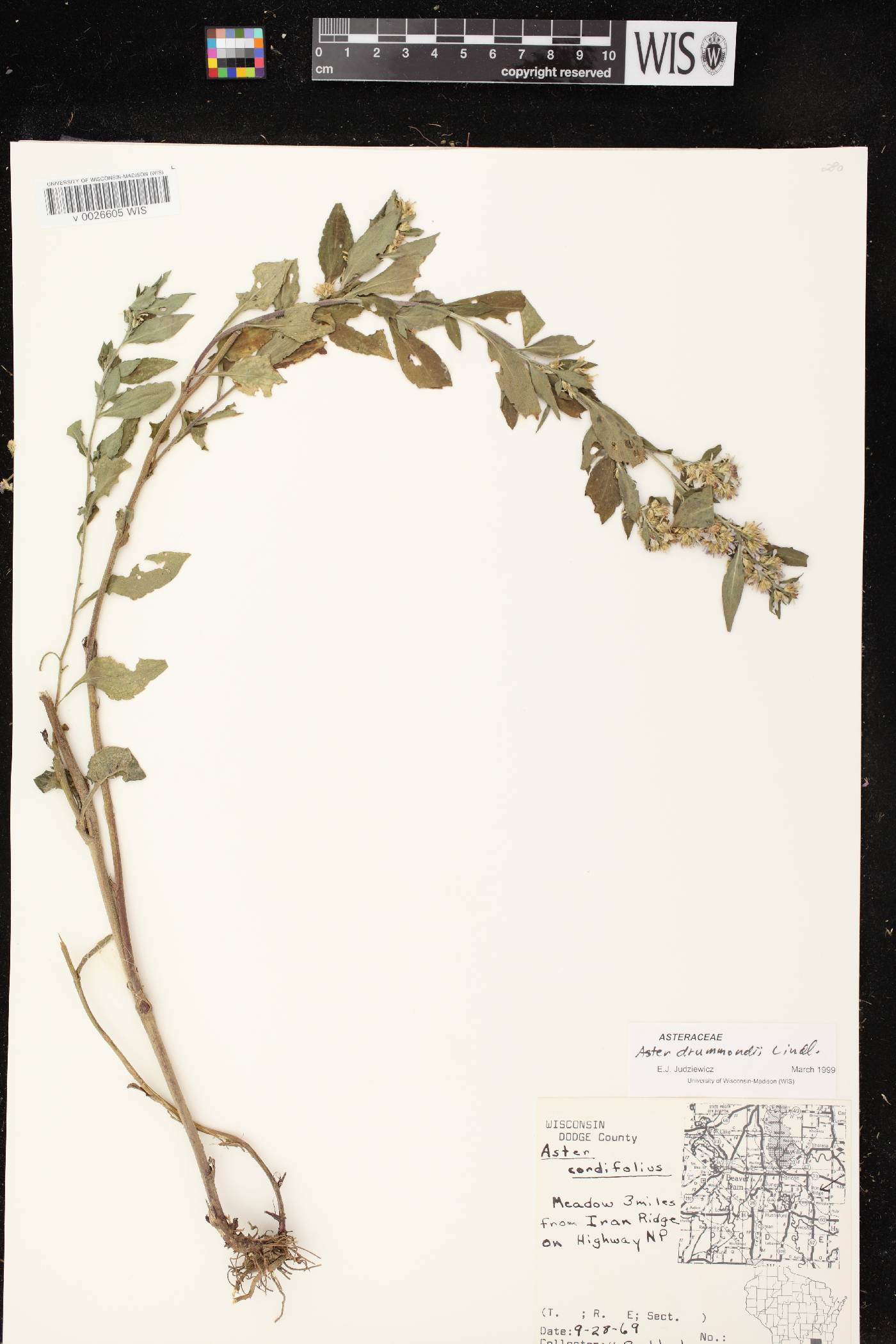 Symphyotrichum drummondii image