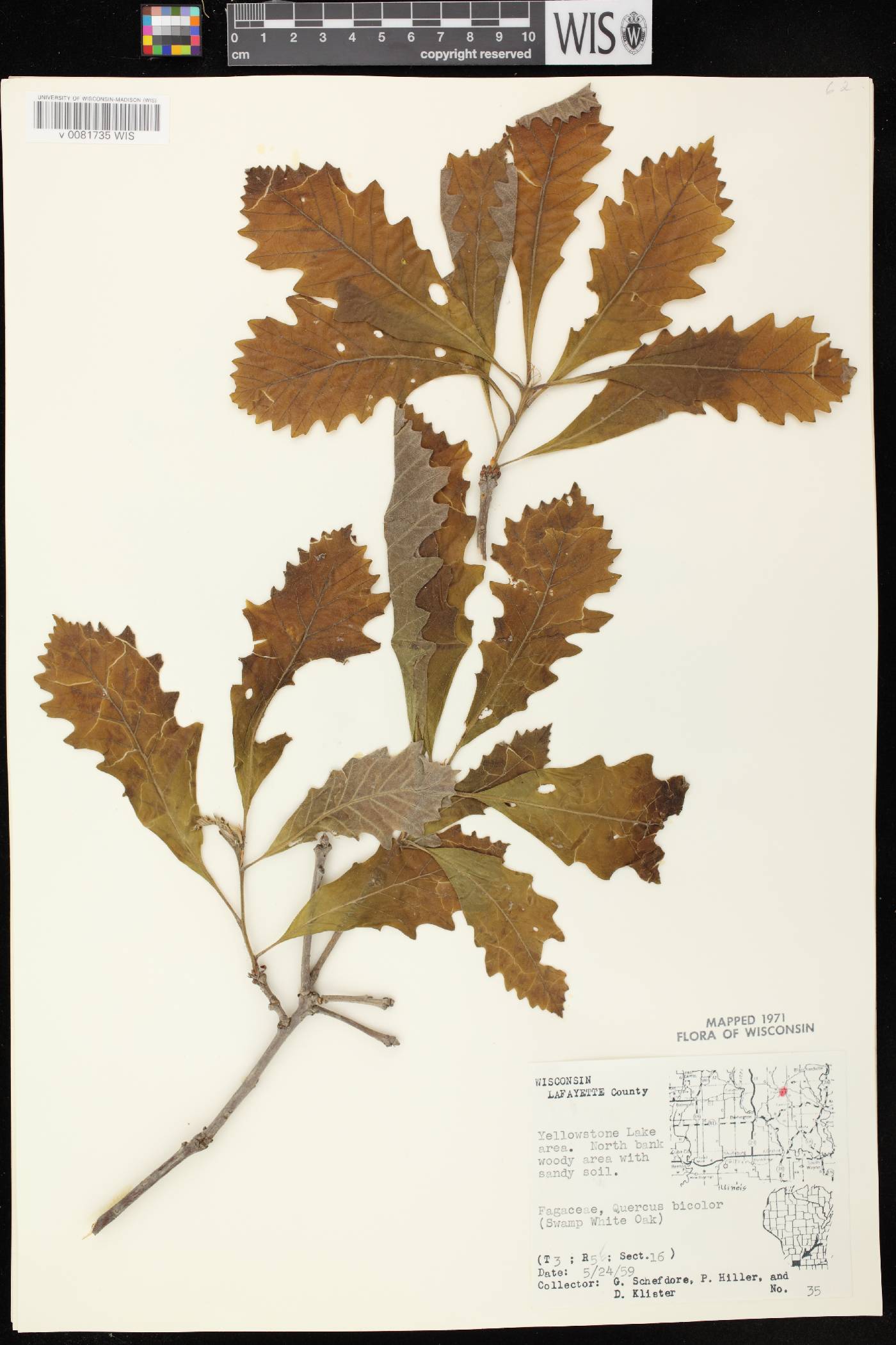 Quercus bicolor image