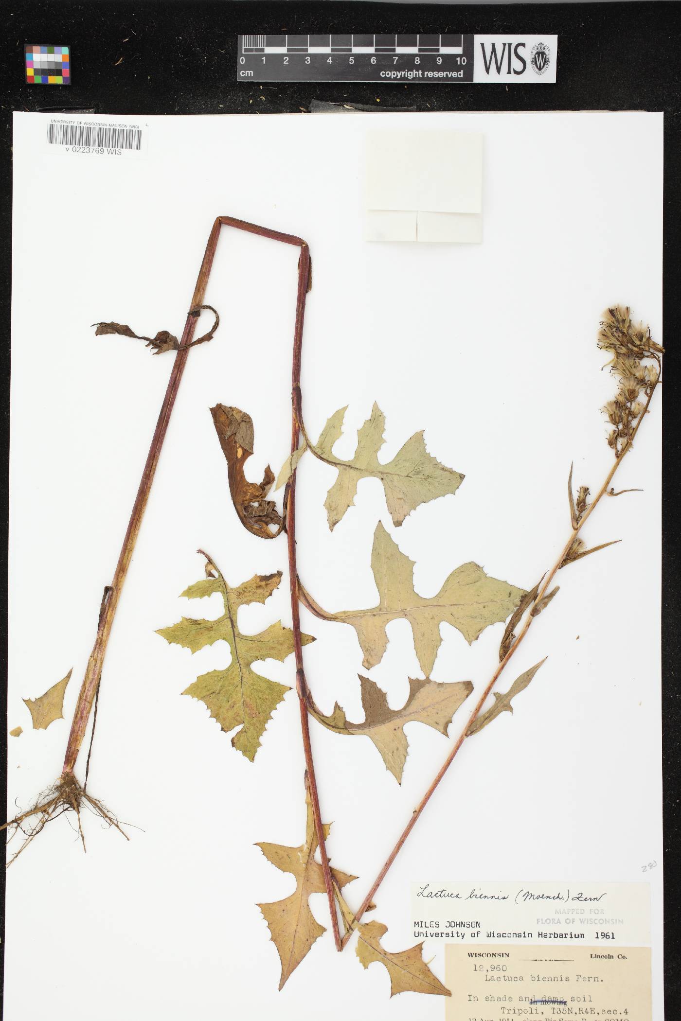 Lactuca biennis image
