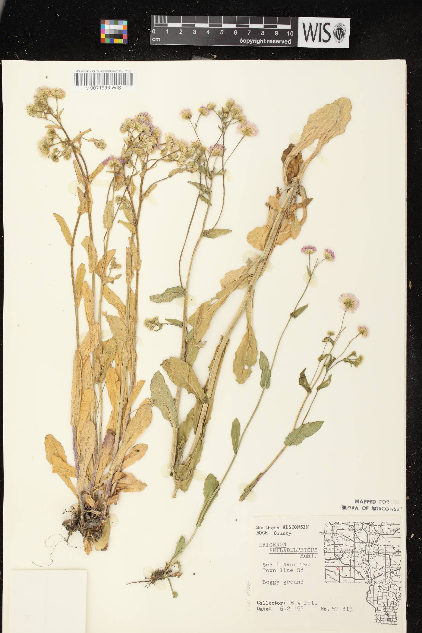 Erigeron philadelphicus image