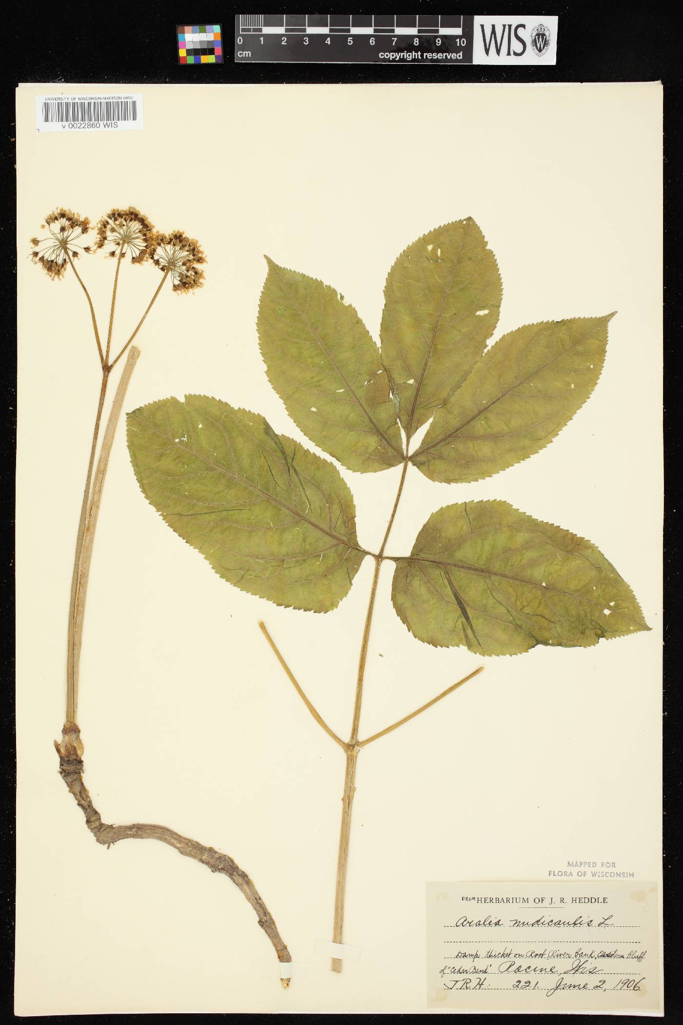 Aralia nudicaulis image