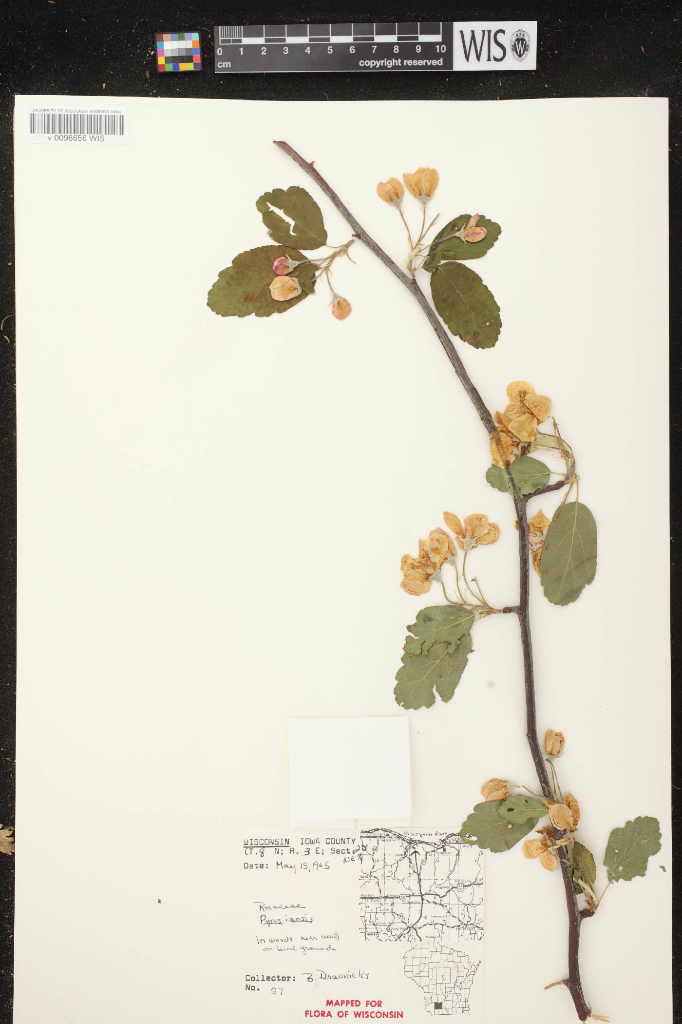Malus ioensis image