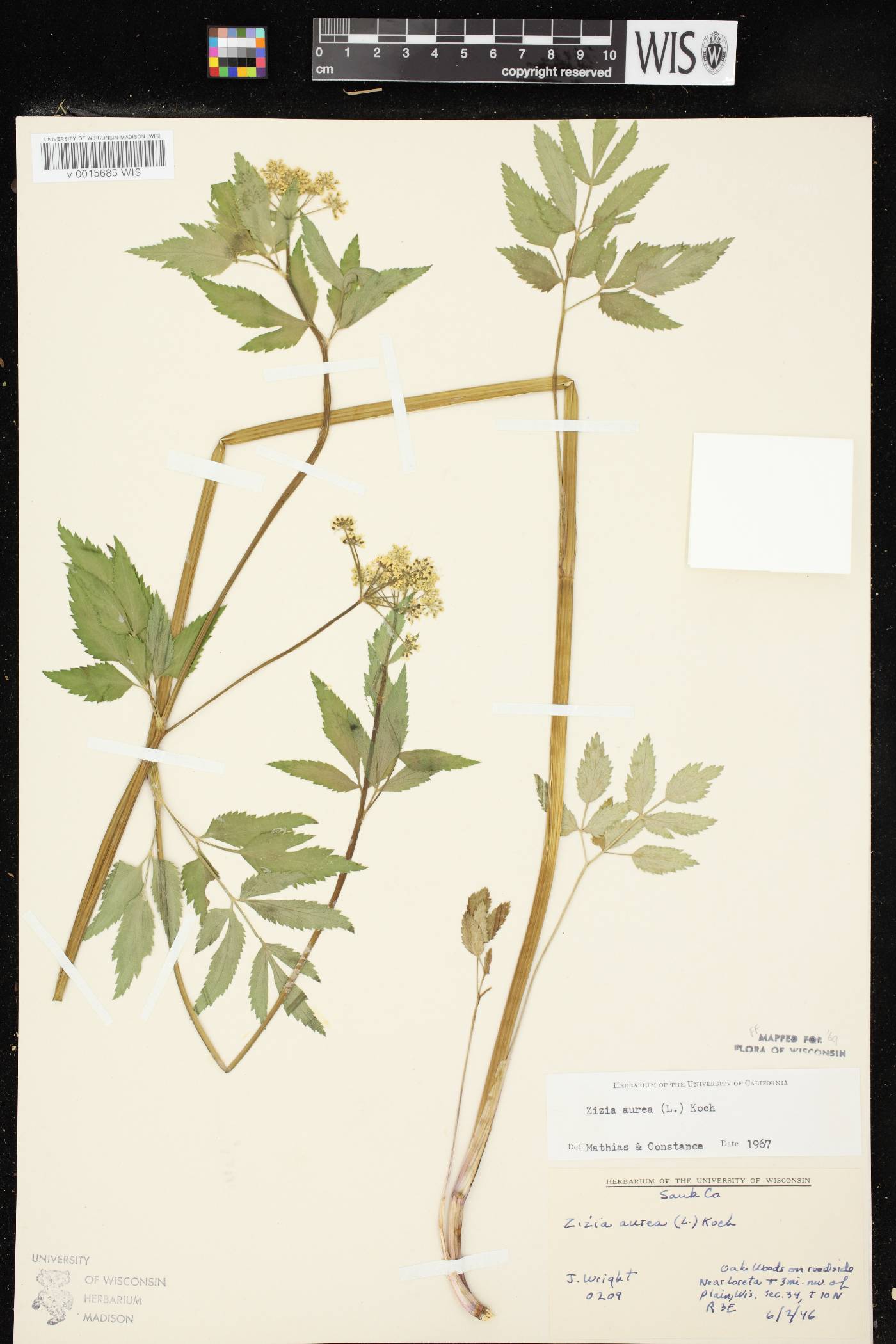 Zizia aurea image