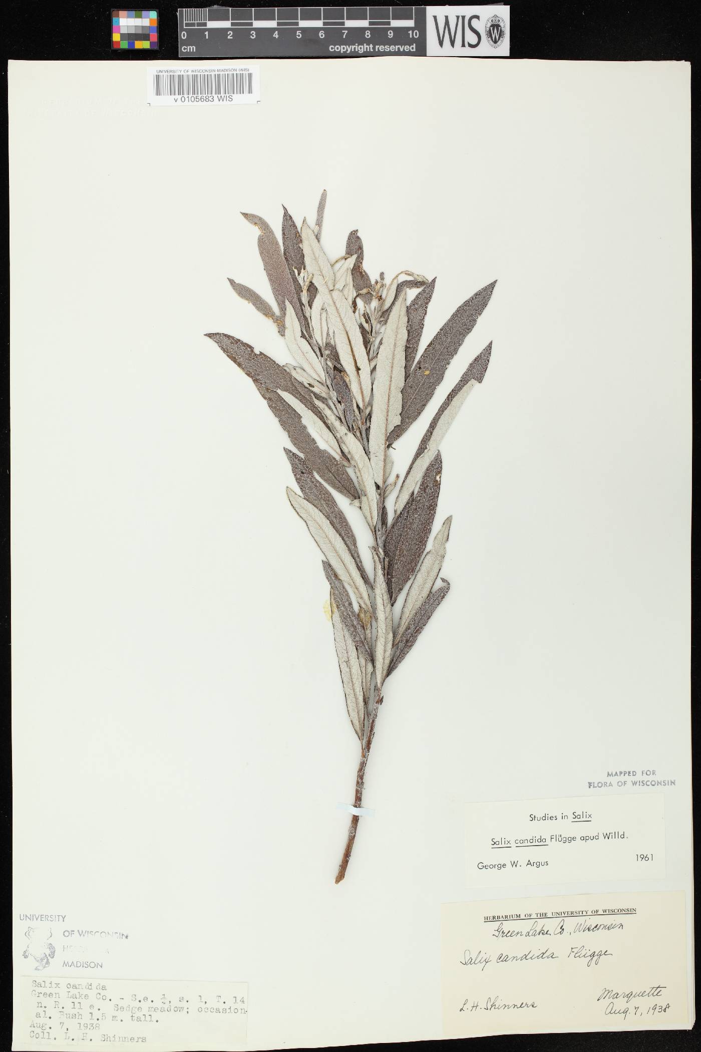 Salix candida image