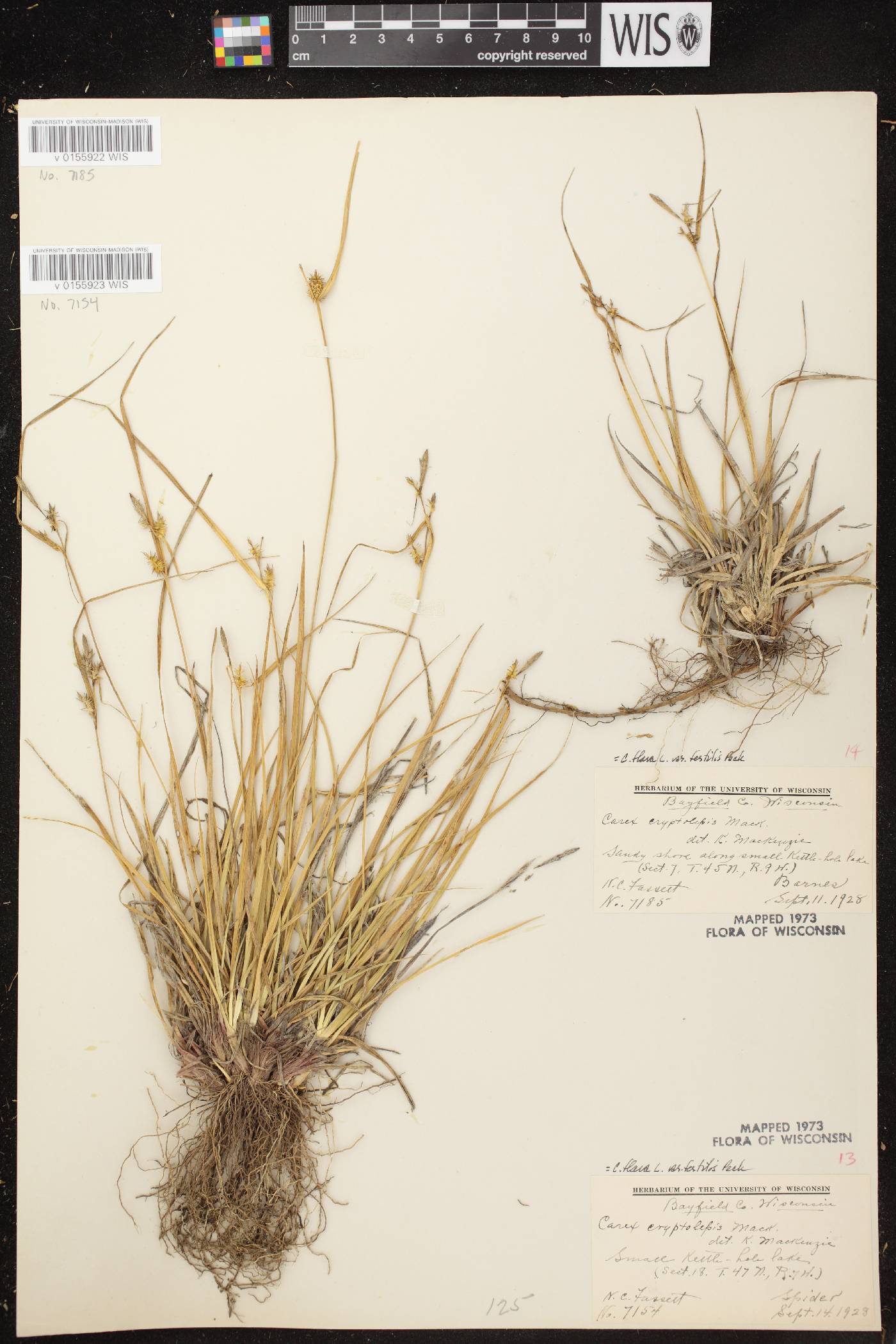 Carex cryptolepis image