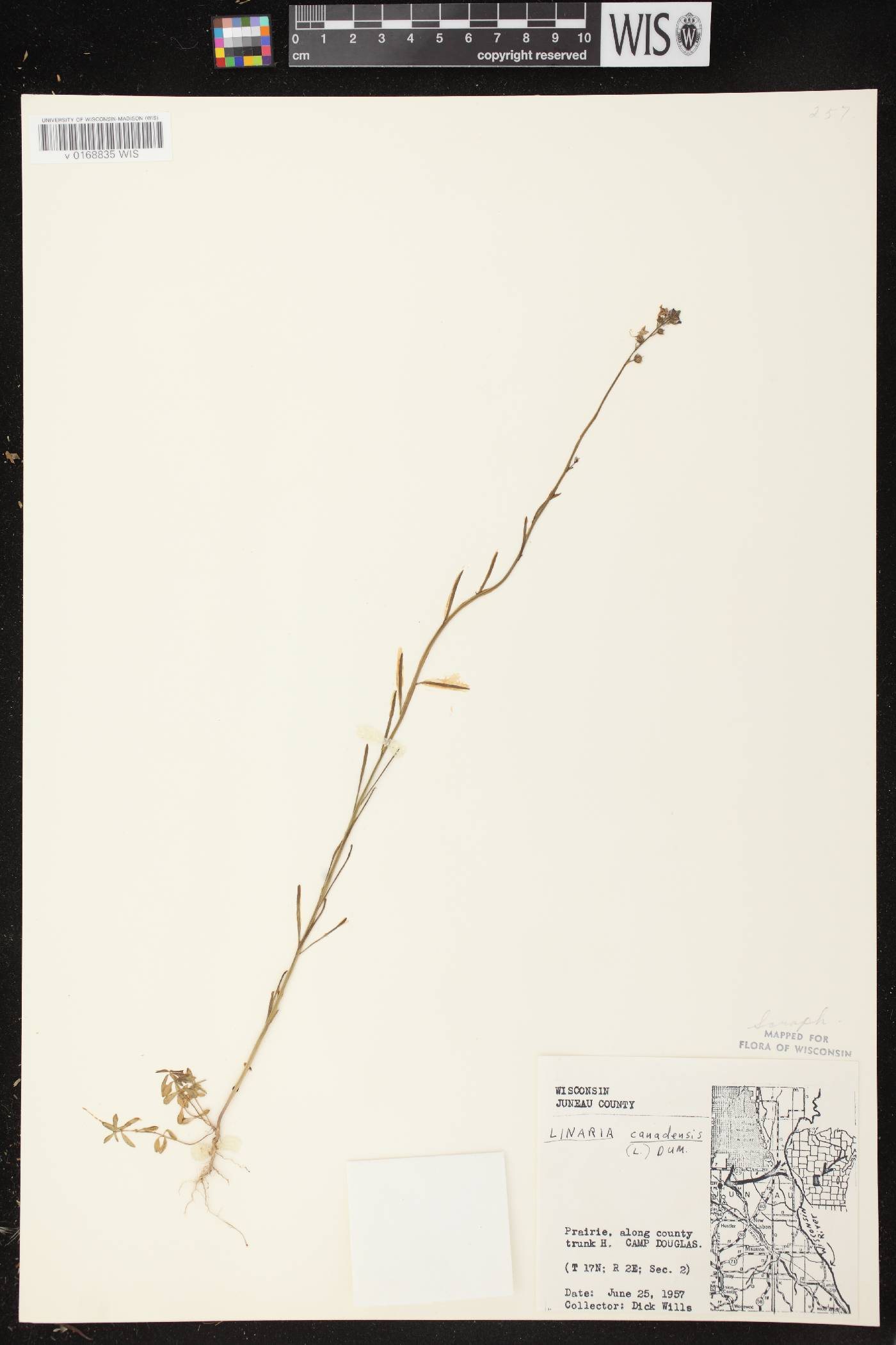Nuttallanthus canadensis image